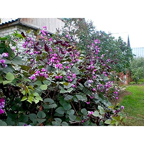 Purple Hyacinth Bean Seeds - Non-GMO, Open Pollinated for Planting - Garden & Home Decor