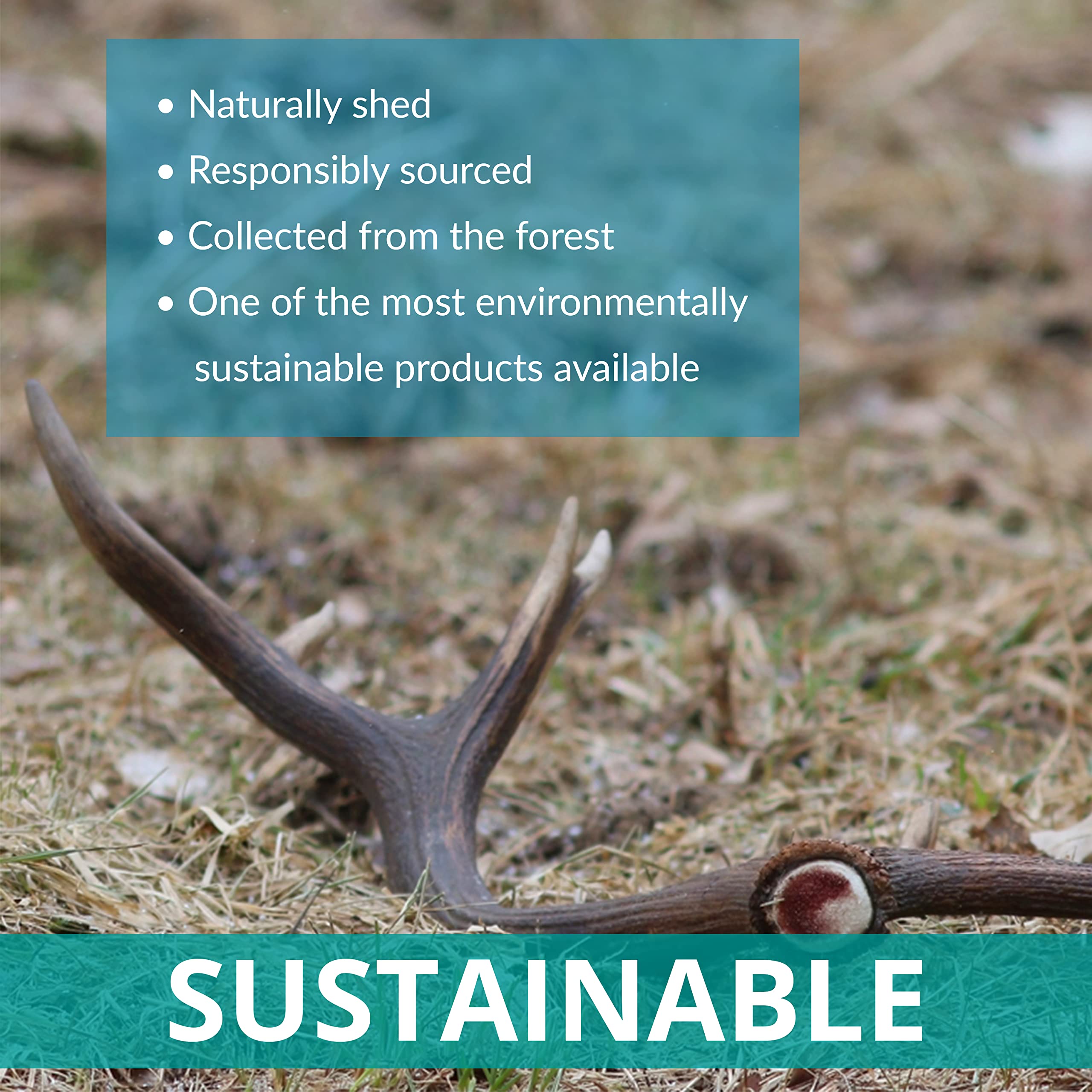 **Premium Naturally Shed Deer Antlers for Dogs – Medium Size, Sustainable & Safe Dog Chew Toy – Long-Lasting Dog Treat for Aggressive Chewers – Ideal for Teething, Dental Health & Boredom Relief**