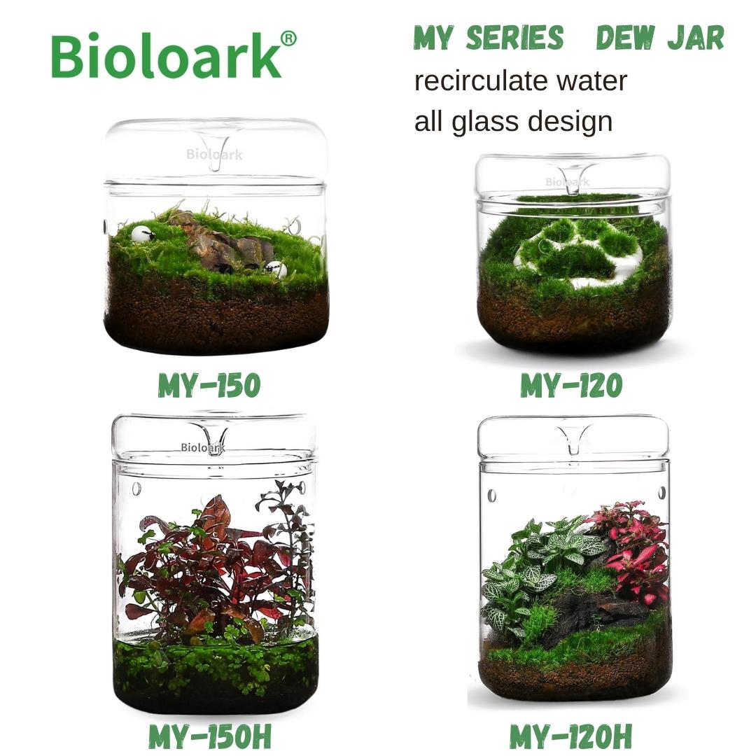 BIOLOARK Dew Glass Cup (Micro Terrarium) MY Series - Elegant Mini Glass Planter for Succulents & Air Plants | Perfect for Home Decor, Office Desk & Gift Ideas