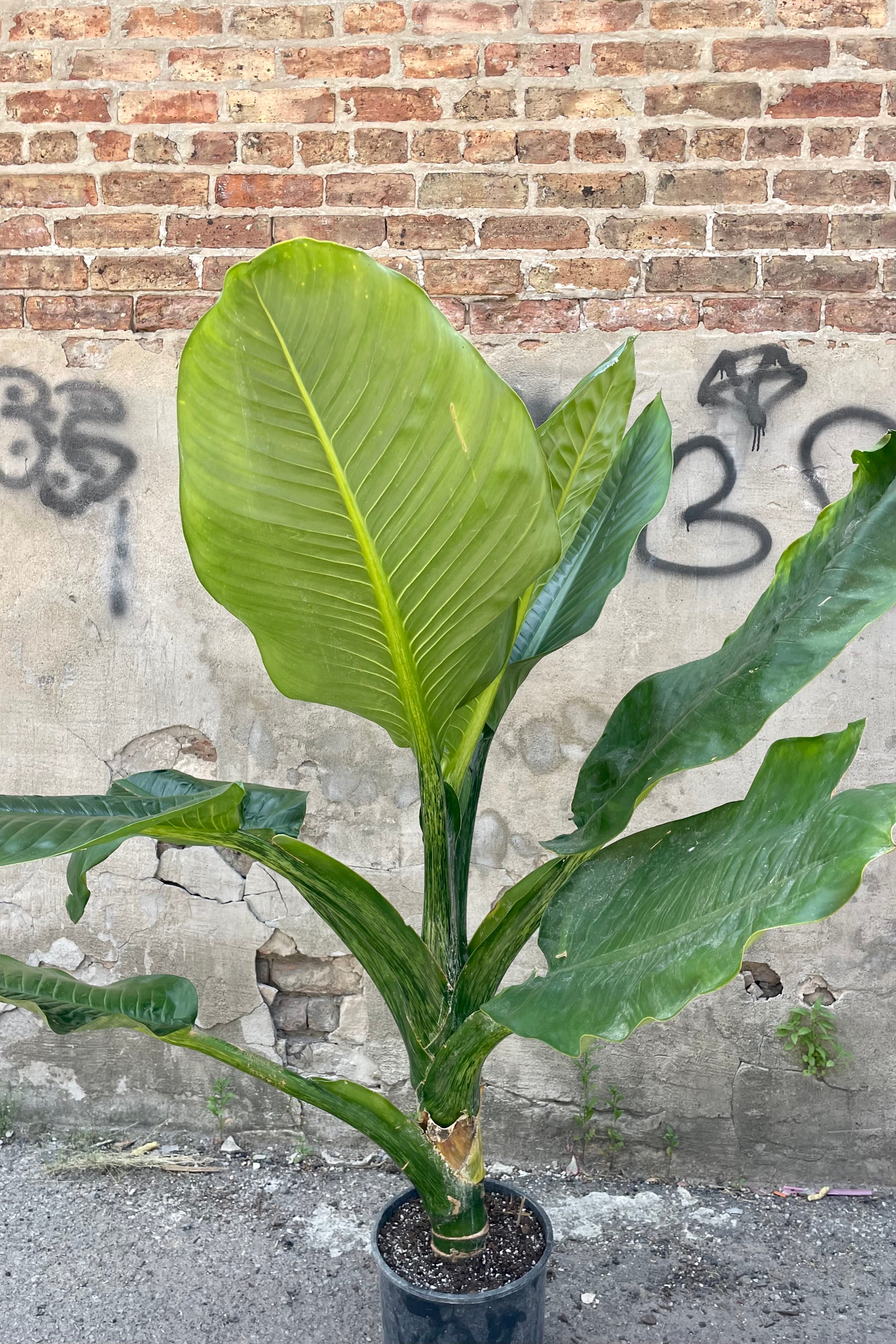 Dieffenbachia Plant - 12