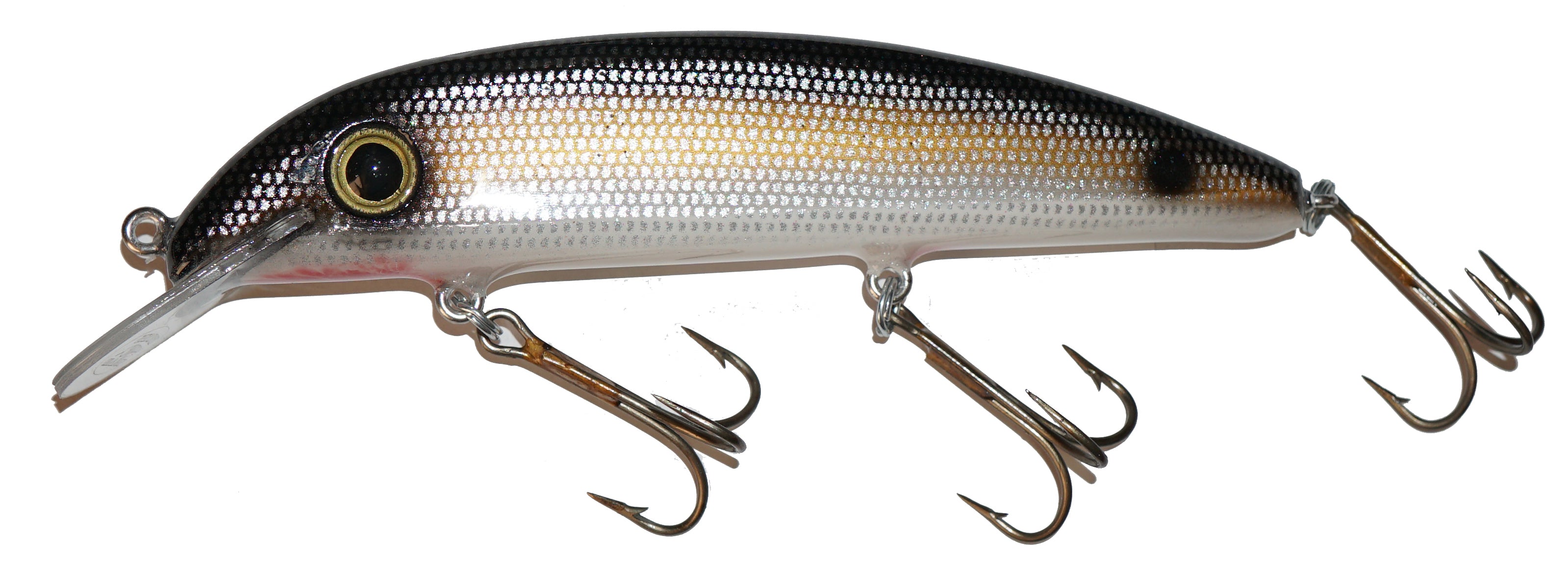 Baitfish