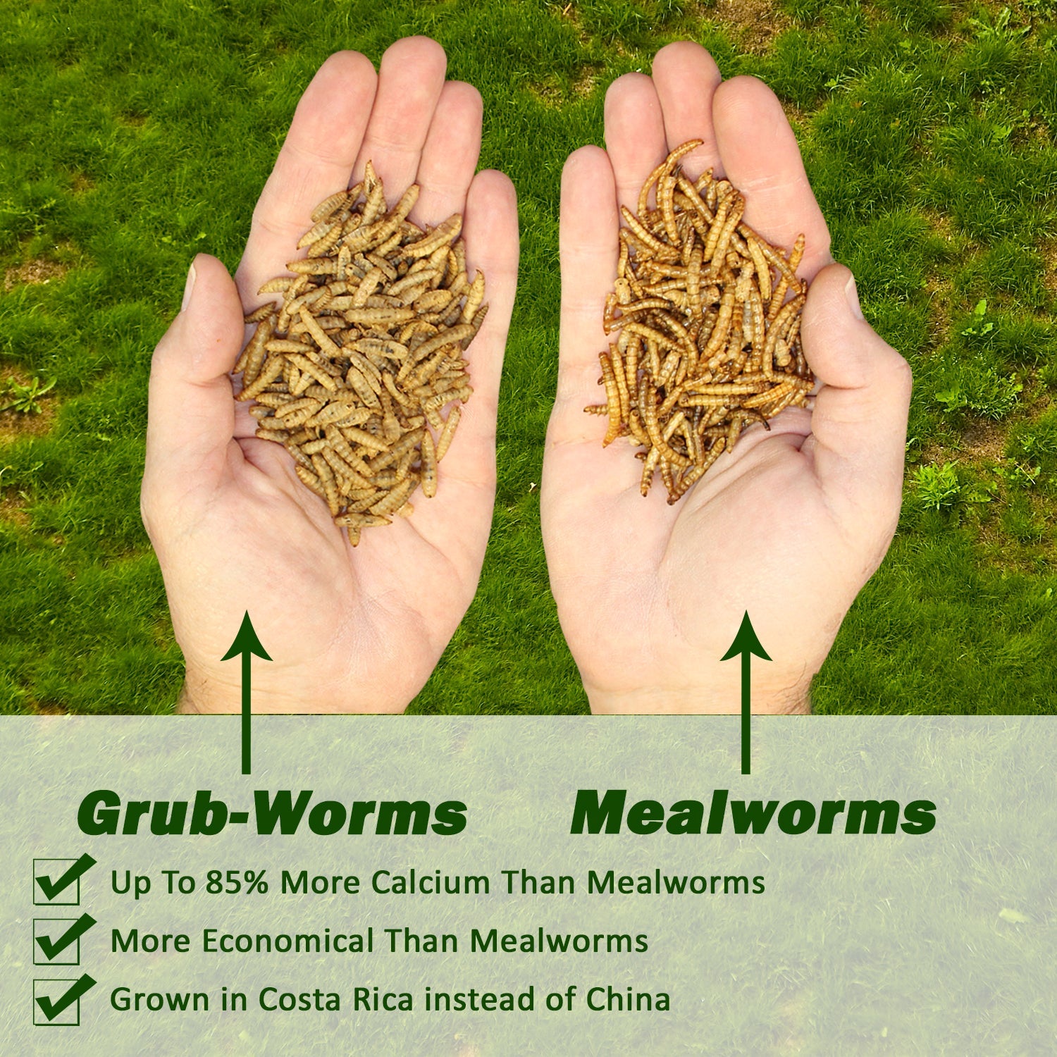 Premium Grub Worms - Nutritious Black Soldier Fly Larvae for Reptiles, Chickens & Wild Birds | High-Protein Pet Food & Fishing Bait | Perfect for Feeding Bearded Dragons, Frogs & Backyard Poultry