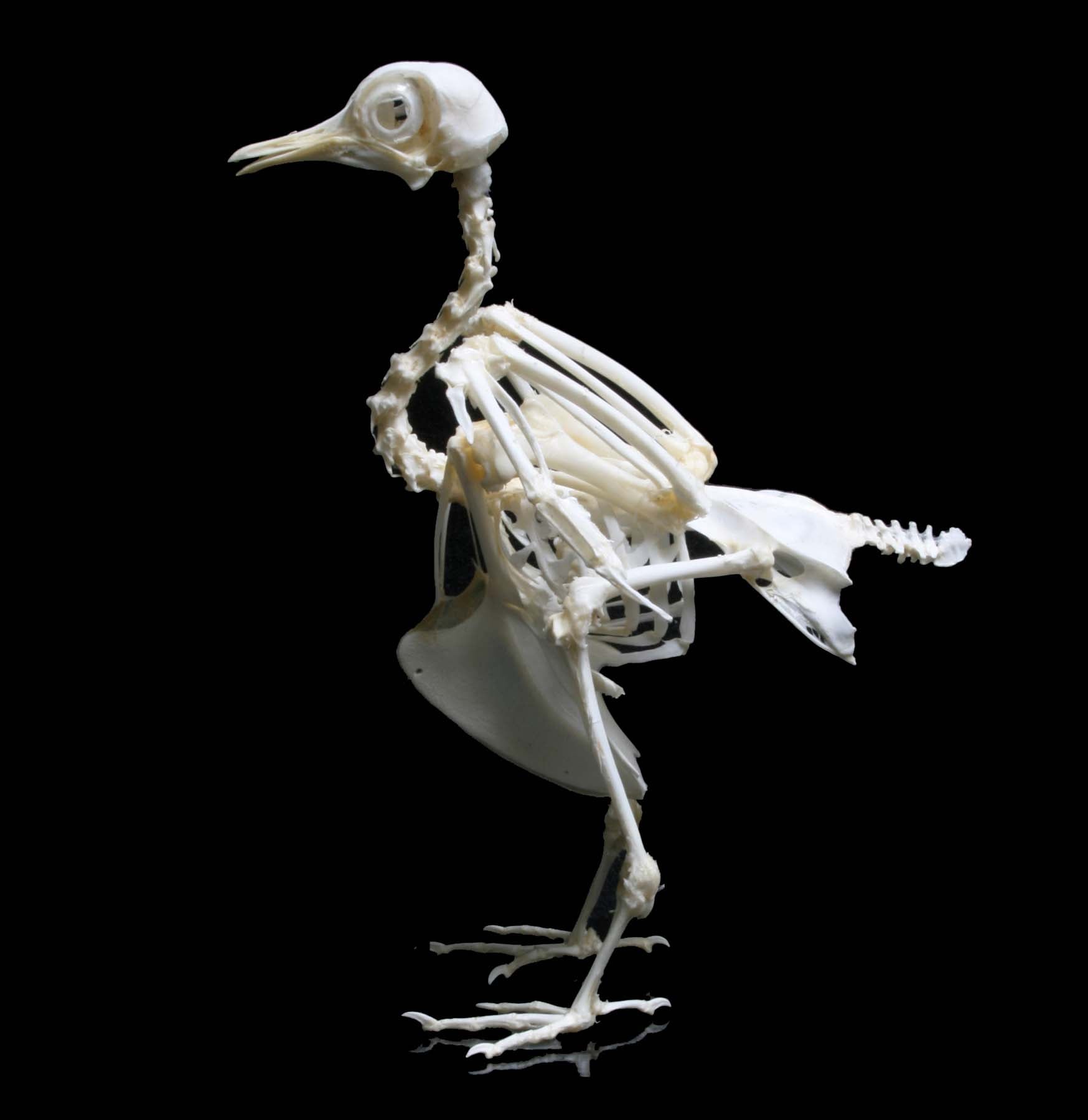 Articulated Pigeon Skeleton - Realistic Bird Anatomy Model for Science Education, Halloween Decor & Gothic Display - Perfect for Classrooms, Labs & Dark Aesthetic Home Decor