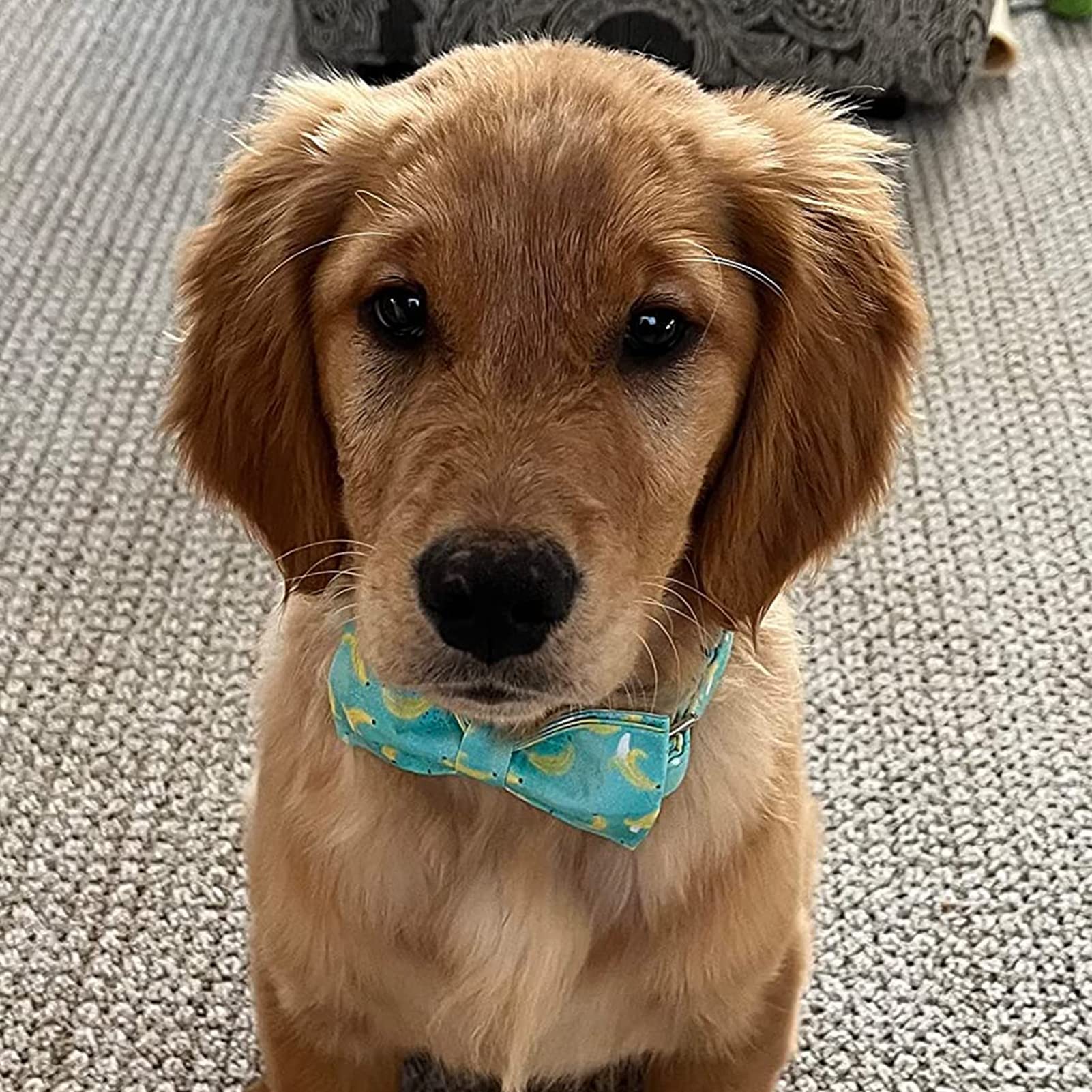 Premium Dog Collar with Bow Tie - Soft Cotton Adjustable Pet Collar for Small Medium Large Dogs - Perfect for Weddings, Parties & Special Occasions - Cute Puppy Accessories for Boy & Girl Dogs
