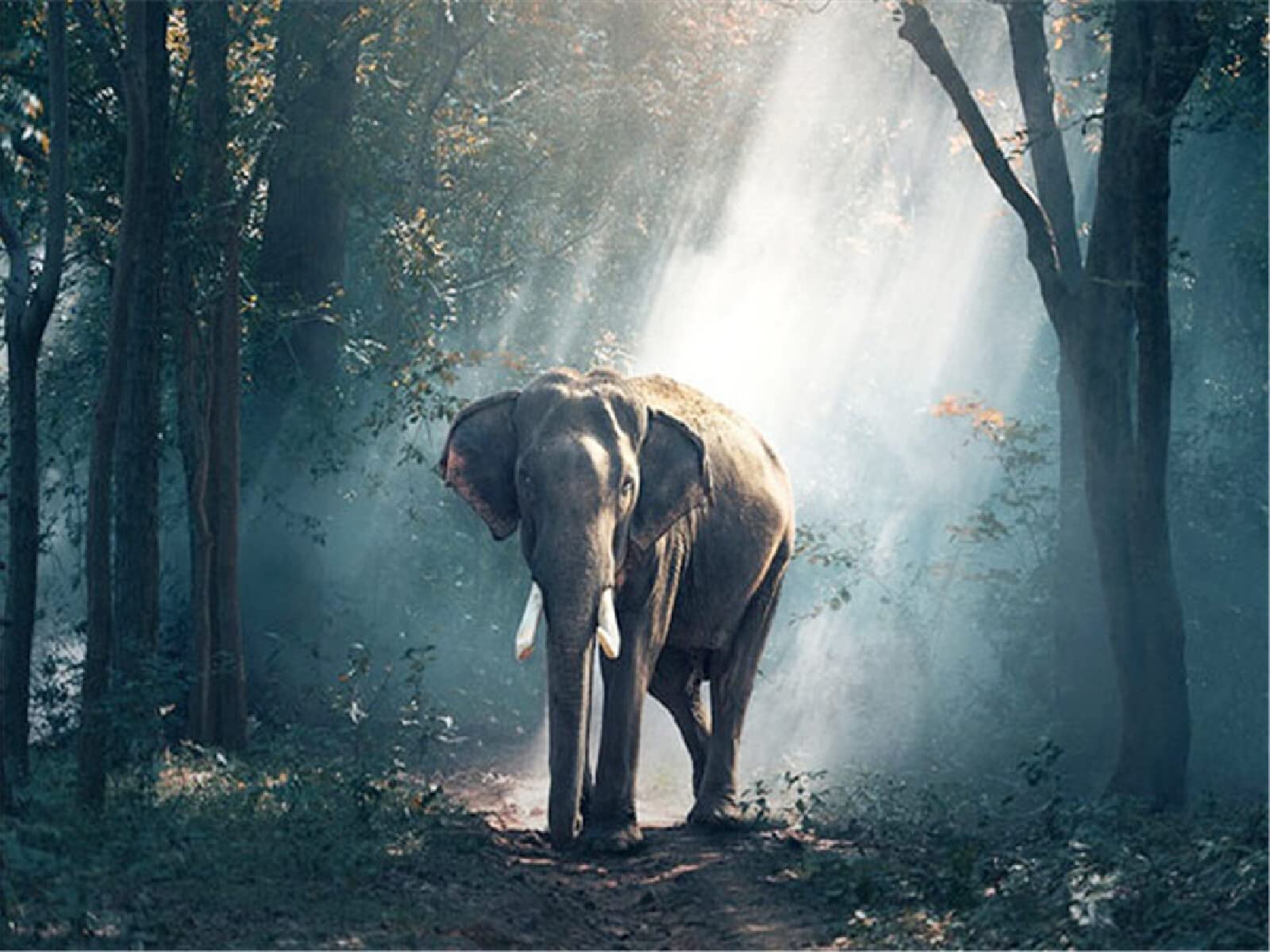 5D DIY Diamond Painting Kit - Elephant Forest Tree Full Drill Crystal Rhinestone Art, Cross Stitch Diamond Embroidery for Home Wall Decor (30x40cm/12x16in) - Perfect for Stress Relief, Creative Gift & Living Room/Bedroom Decoration