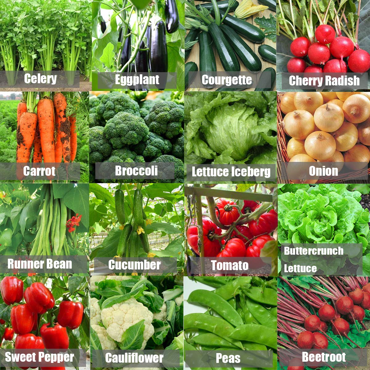 9100+ Non-GMO Vegetable Seeds for Emergency Survival & Home Gardening - 16 Variety Pack for Outdoor Living, Prepping, and Sustainable Food Supply