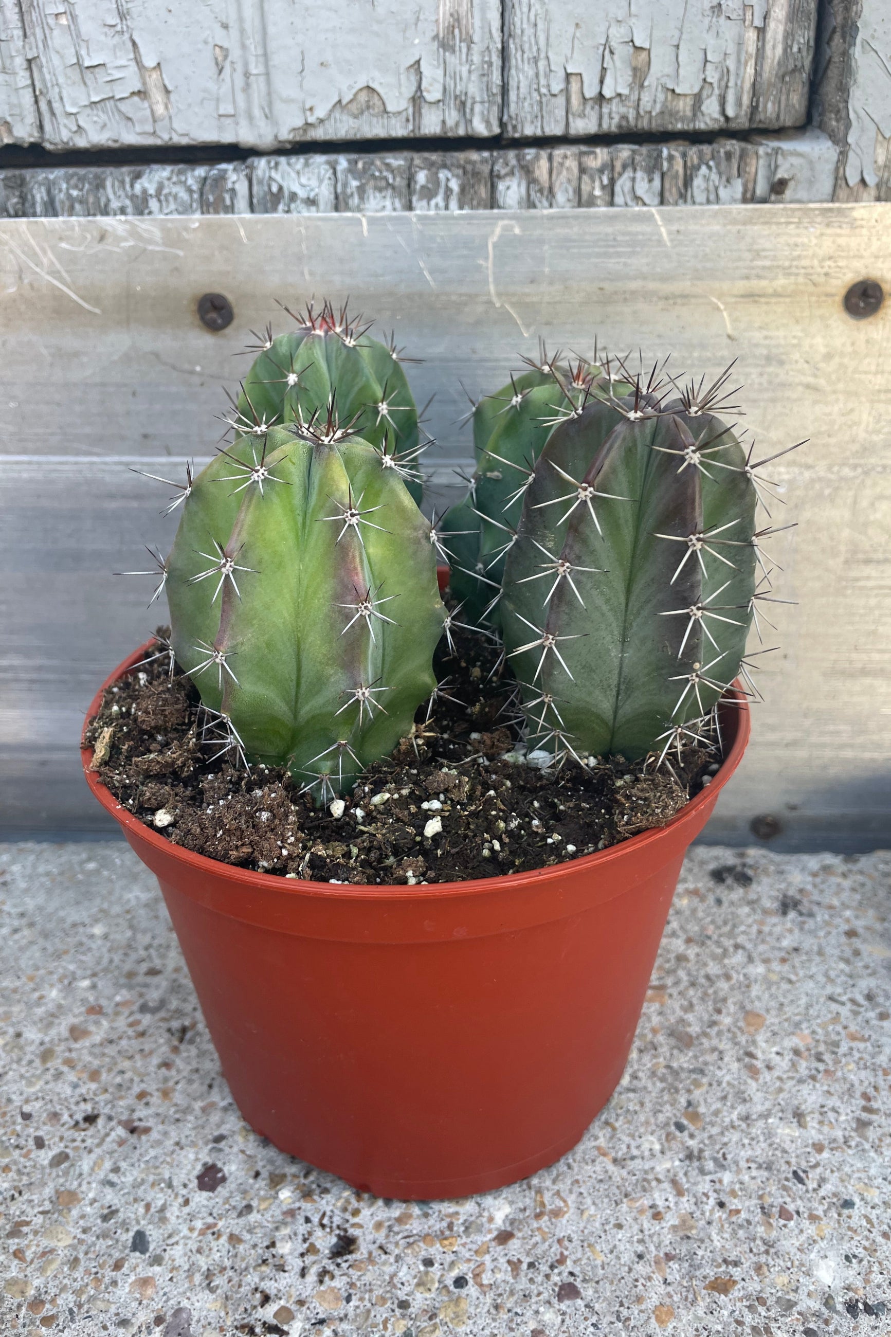 6 Pack Assorted Mini Cactus Plants - Live Succulents for Home Decor, Office Desk, Gift Idea & Indoor Gardening