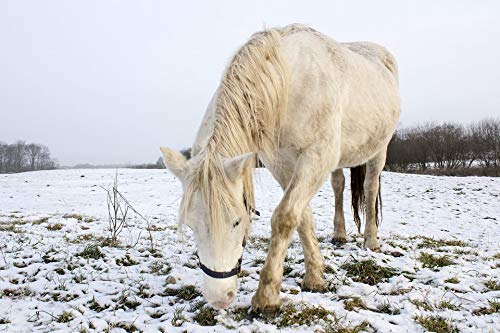 20x30 Inch White Winter Grasses Horse Laminated Wall Art Poster - Vibrant Colors & High-Quality Print - Perfect for Living Room, Bedroom, Office Decor - Ready to Frame Home Decoration