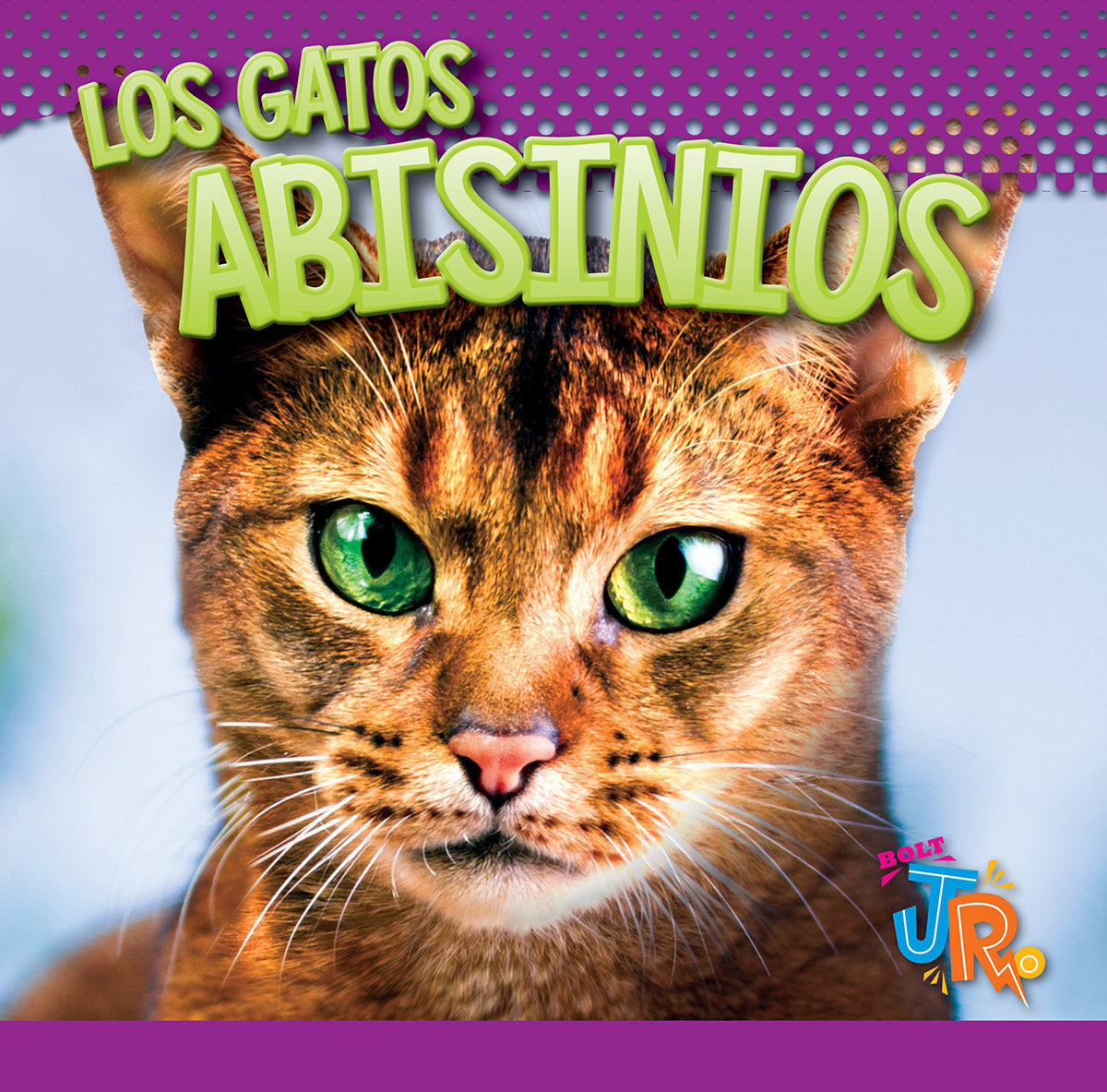 Abyssinian Cat - Playful & Intelligent Breed for Pet Lovers | Perfect for Family Companionship & Home Decor