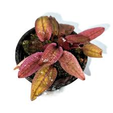 TCulture Cryptocoryne Flamingo Live Aquarium Plant (Potted) - Perfect for Freshwater Fish Tanks, Aquascaping & Aquatic Decor