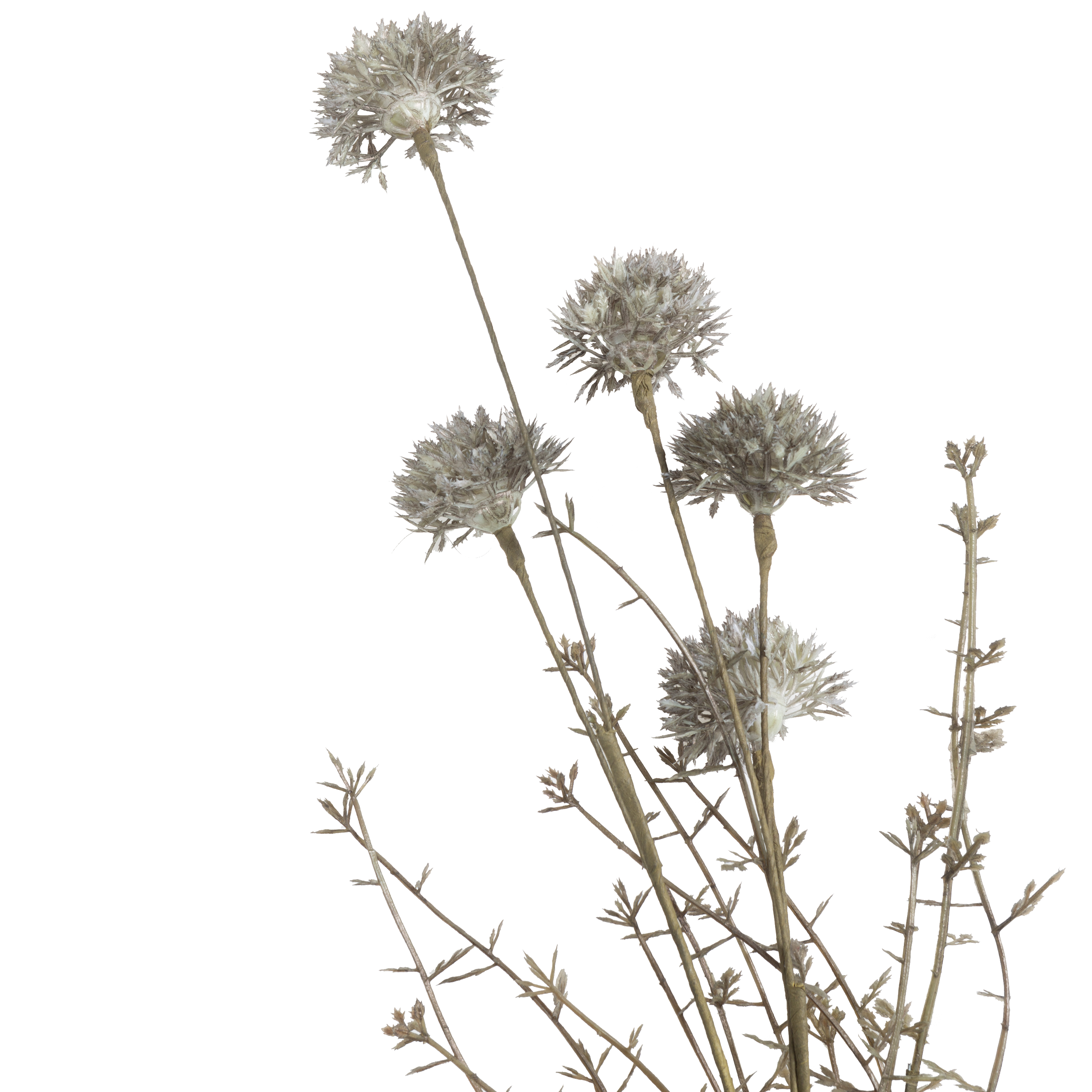 Premium Melaleuca Stem for DIY Crafts, Home Decor & Aromatherapy | Natural Tea Tree Wood for Handmade Projects & Essential Oil Diffusers