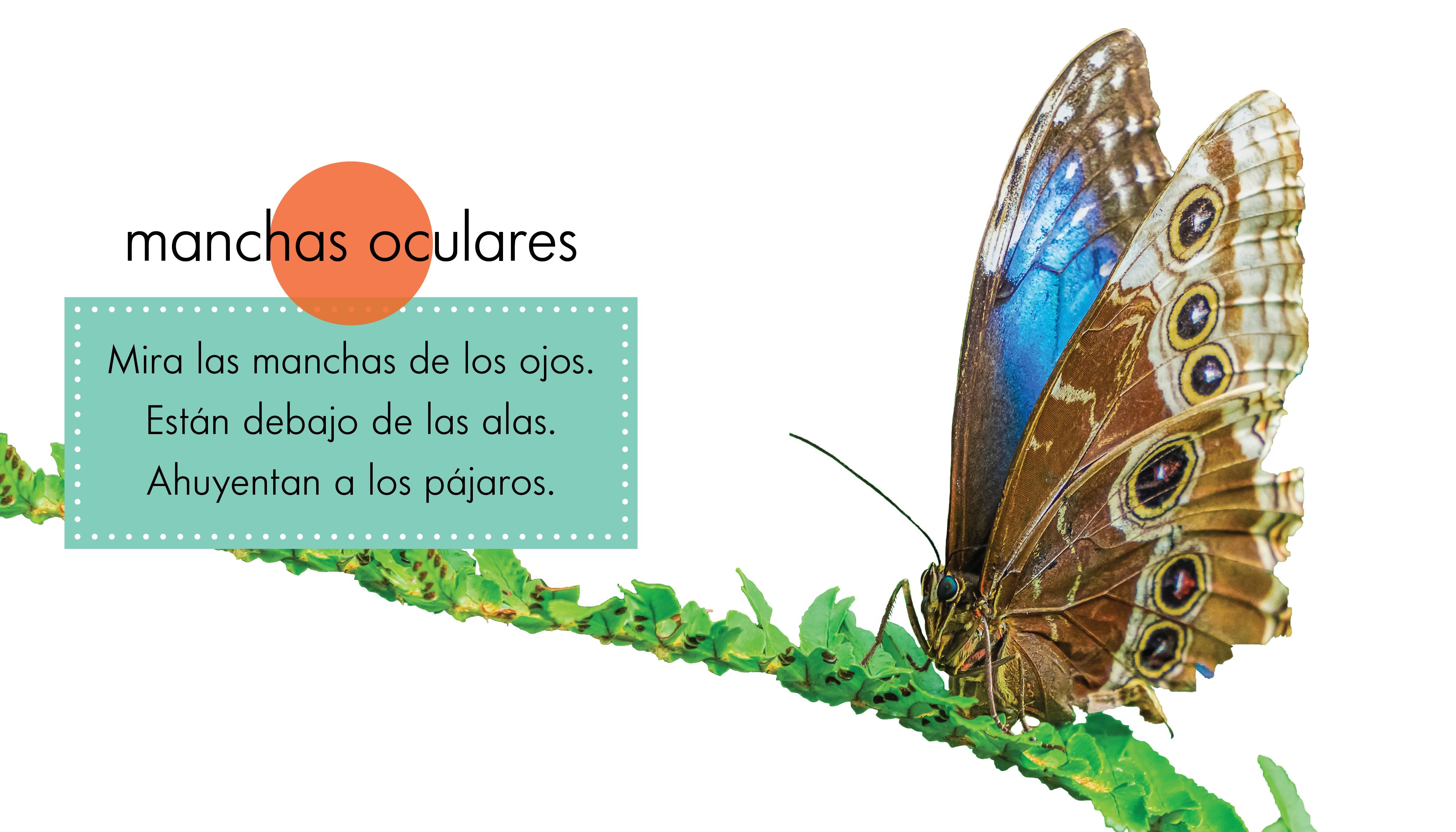 Blue Morpho Butterfly Wings - Real & Vibrant for Art, Jewelry & Home Decor | Perfect for DIY Crafts, Wall Art & Nature Displays