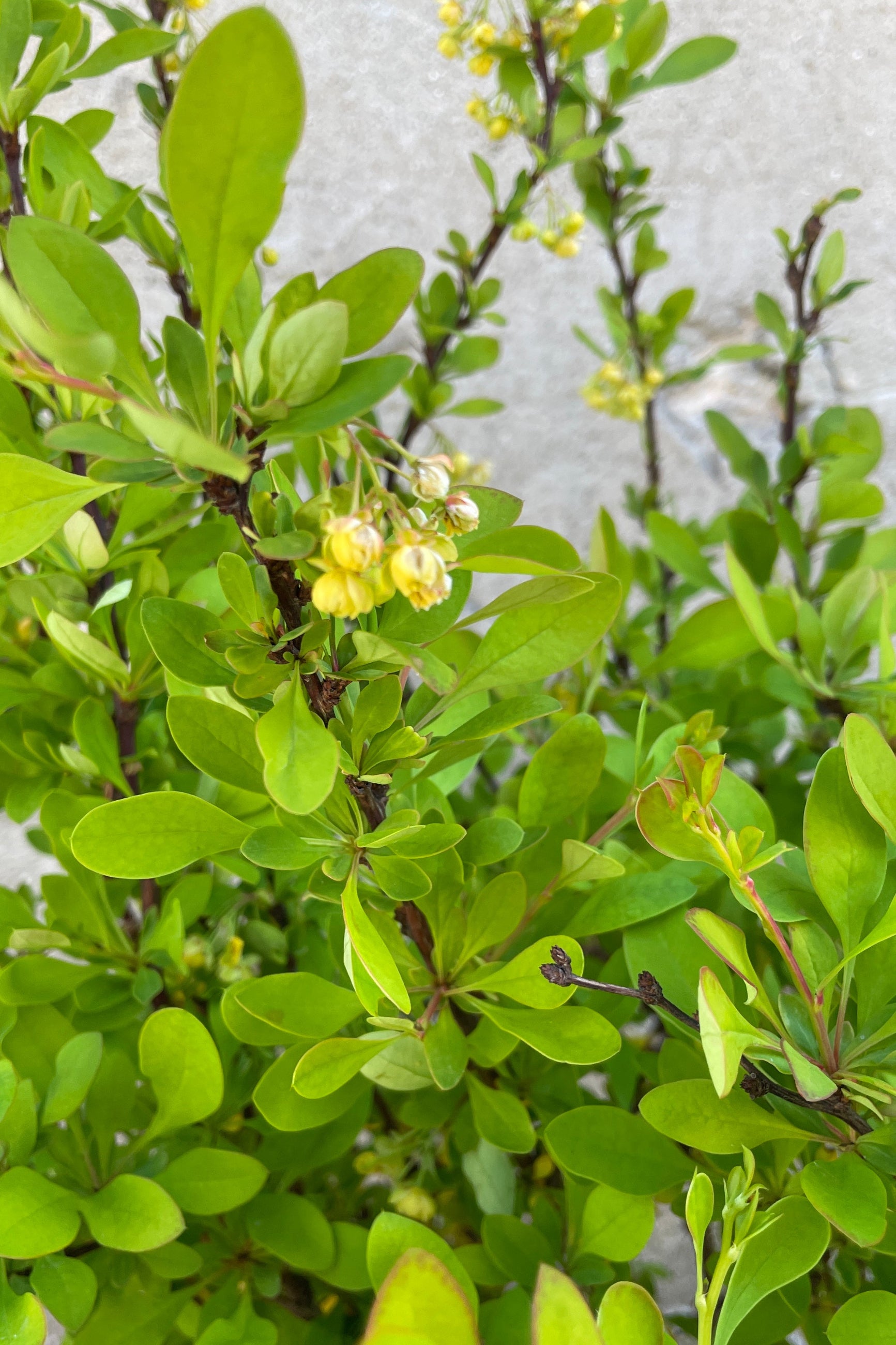 Limoncello Japanese Barberry (Berberis thunbergii) #2 - Vibrant Yellow Hedge Plant for Landscaping & Garden Borders