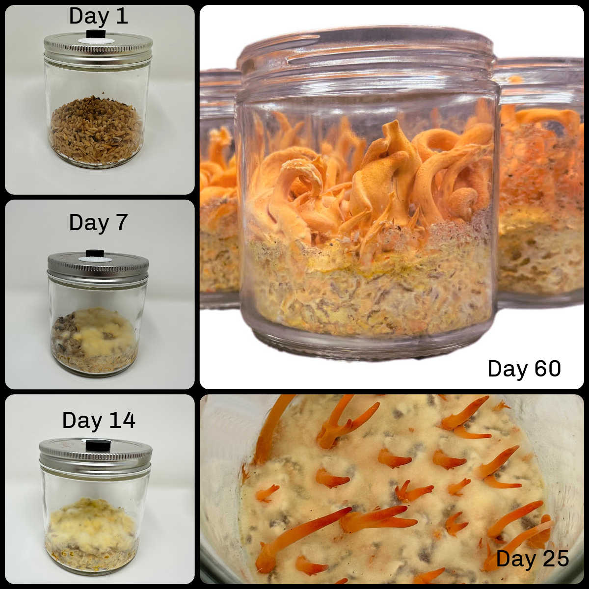 Premium Midwest Grow Kits - Cordyceps Militaris Mushroom Growing Kit (16oz Jar) for Home Cultivation - Perfect for Health Enthusiasts & Organic Gardening