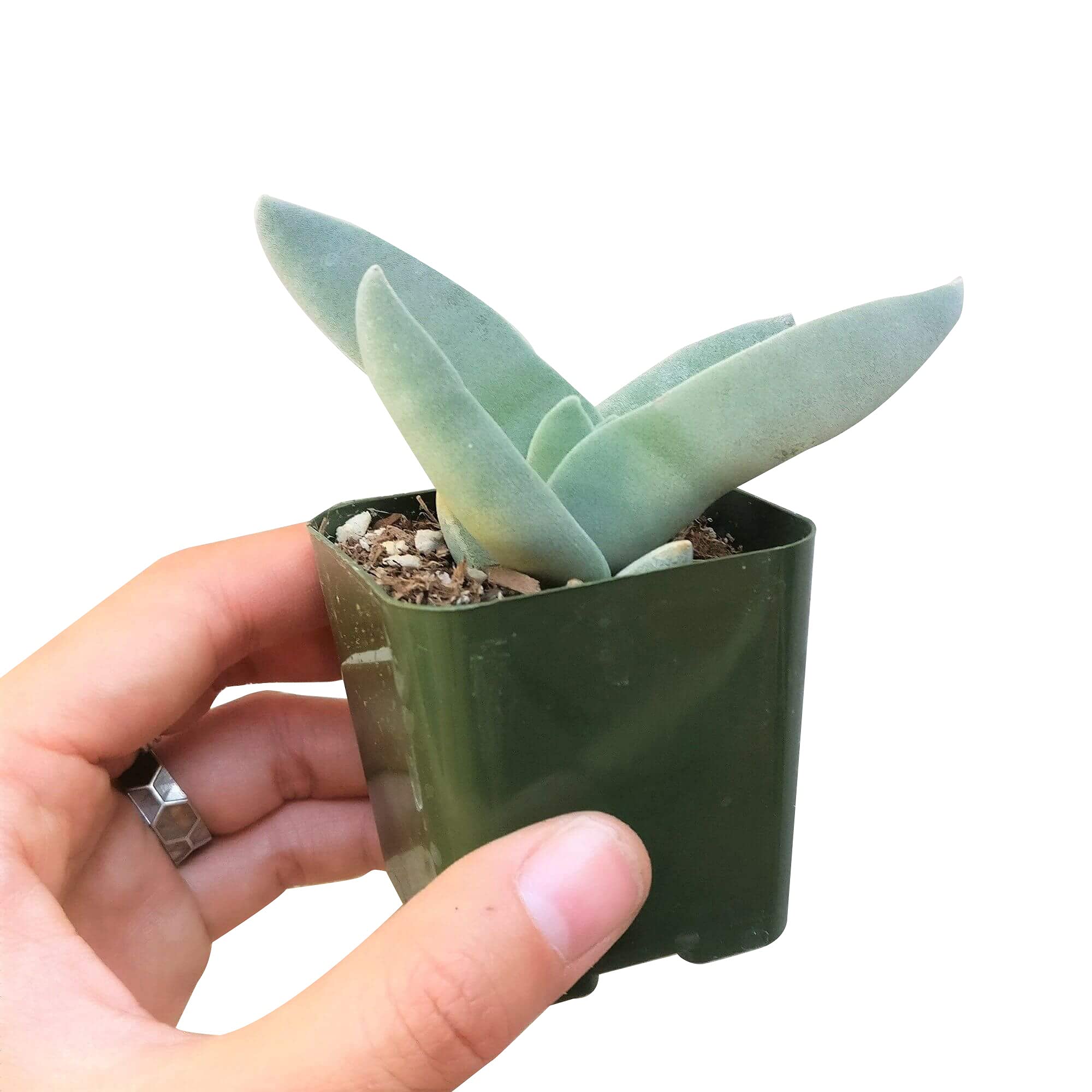 Crassula Falcata Propeller Plant - Live Succulent in 2/4/6 Inch Clay Pot | Easy to Grow Indoor Houseplant | Fully Rooted Air Purifying Plant for Home, Office & Desk Decor