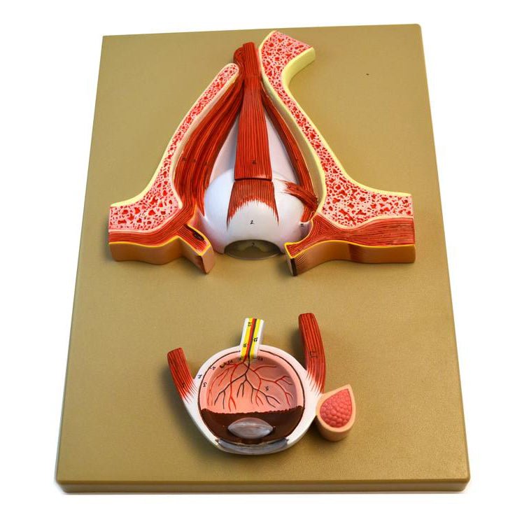 Human Eye Anatomy Model - 3D Educational Demonstration Tool for Biology Classrooms & Medical Students | Perfect for Science Labs, Teaching Aids & Visual Learning