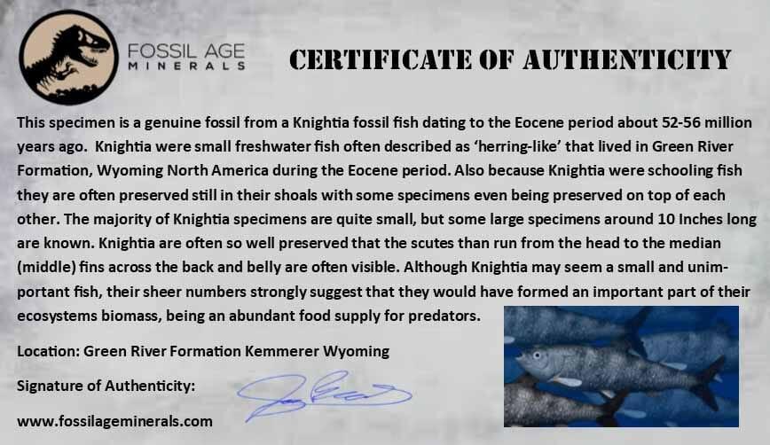 3 Authentic Diplomystus & Knightia Fossil Fish from Green River FM, WY - Eocene Age with COA - Perfect for Science Classrooms, Fossil Collections & Home Decor