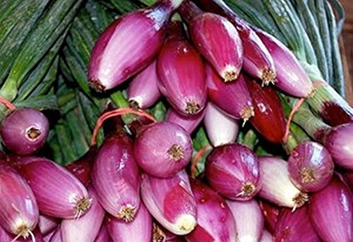 Tropeana Lunga Onion Seeds - Long Torpedo Shaped Rose Colored Sweet Onions (100 Seeds) - Perfect for Italian Cuisine, Salads, and Gourmet Cooking
