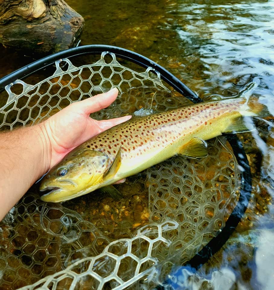 **Aventik Fly Floating Fishing Net - Carbon Fiber Lightweight Trout Landing Net with Clear Rubber Mesh for Catch & Release - Perfect for Fly Fishing, Stream & River Fishing**