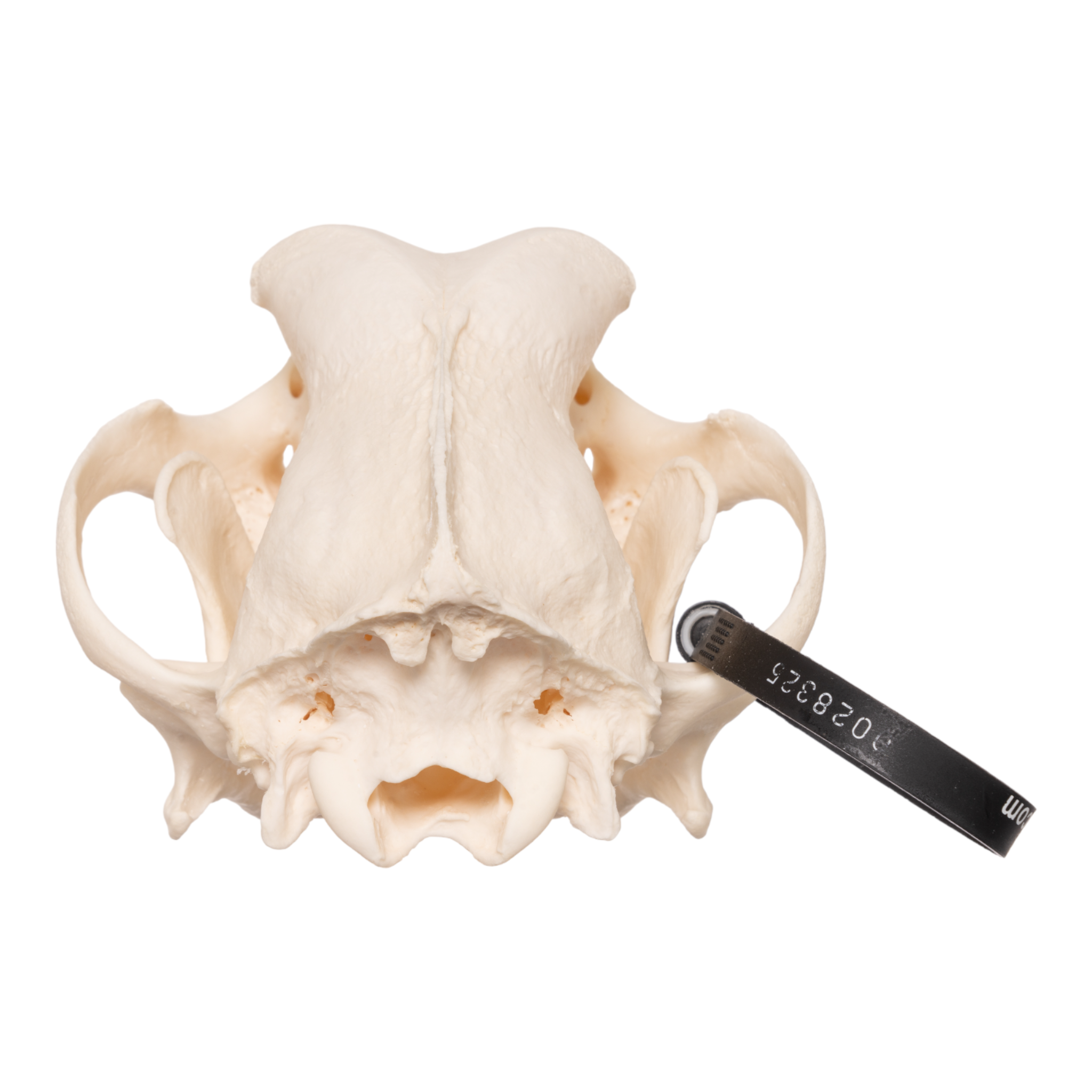 Authentic Rottweiler Dog Skull - Real Domestic Canine Specimen for Veterinary Study, Taxidermy & Oddity Collectors | Perfect for Educational Displays, Halloween Decor & Gothic Home Decor