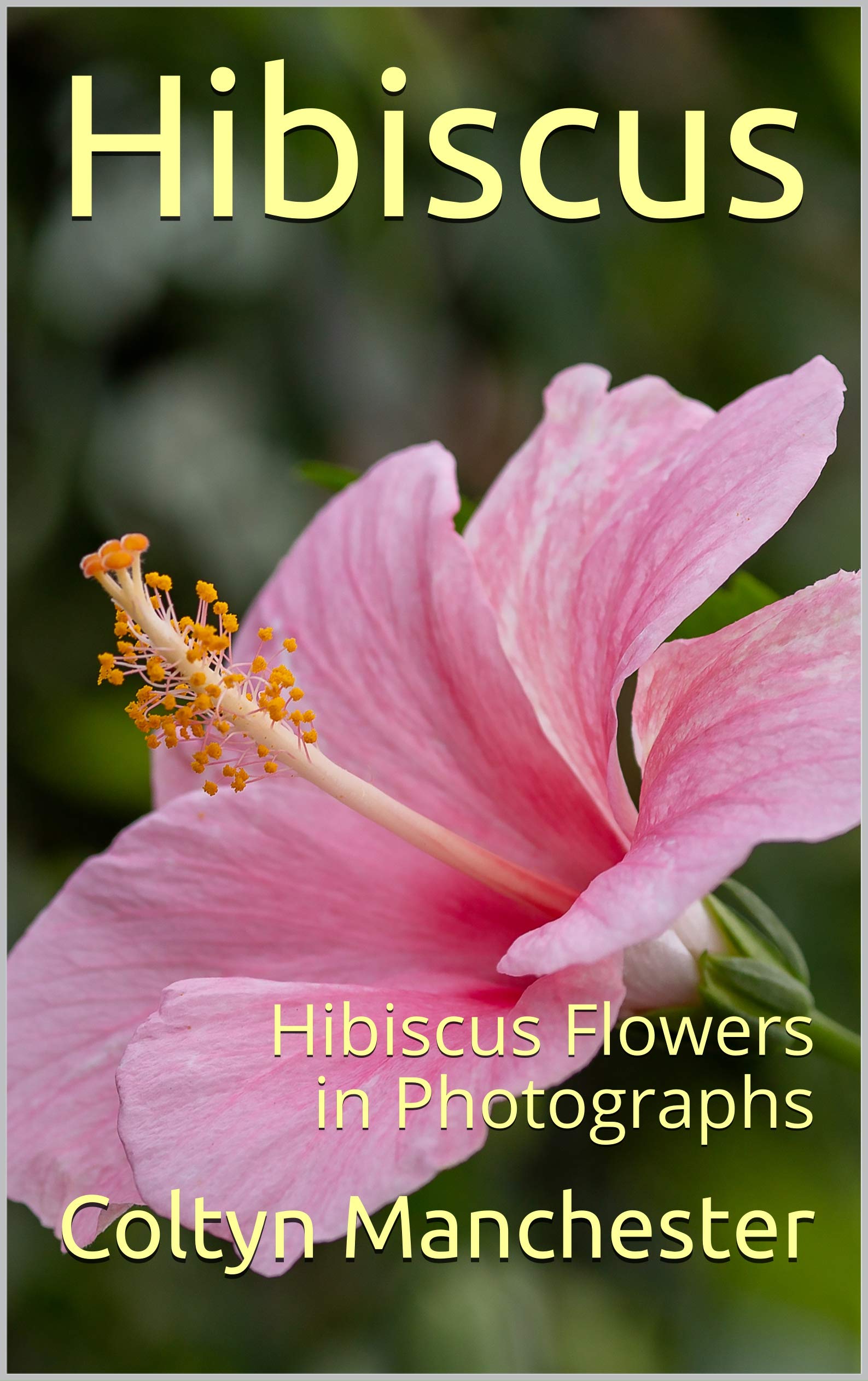 Stunning Hibiscus Flowers in Photographs - Beautiful Floral Images for Home Decor, Wall Art & Gifts