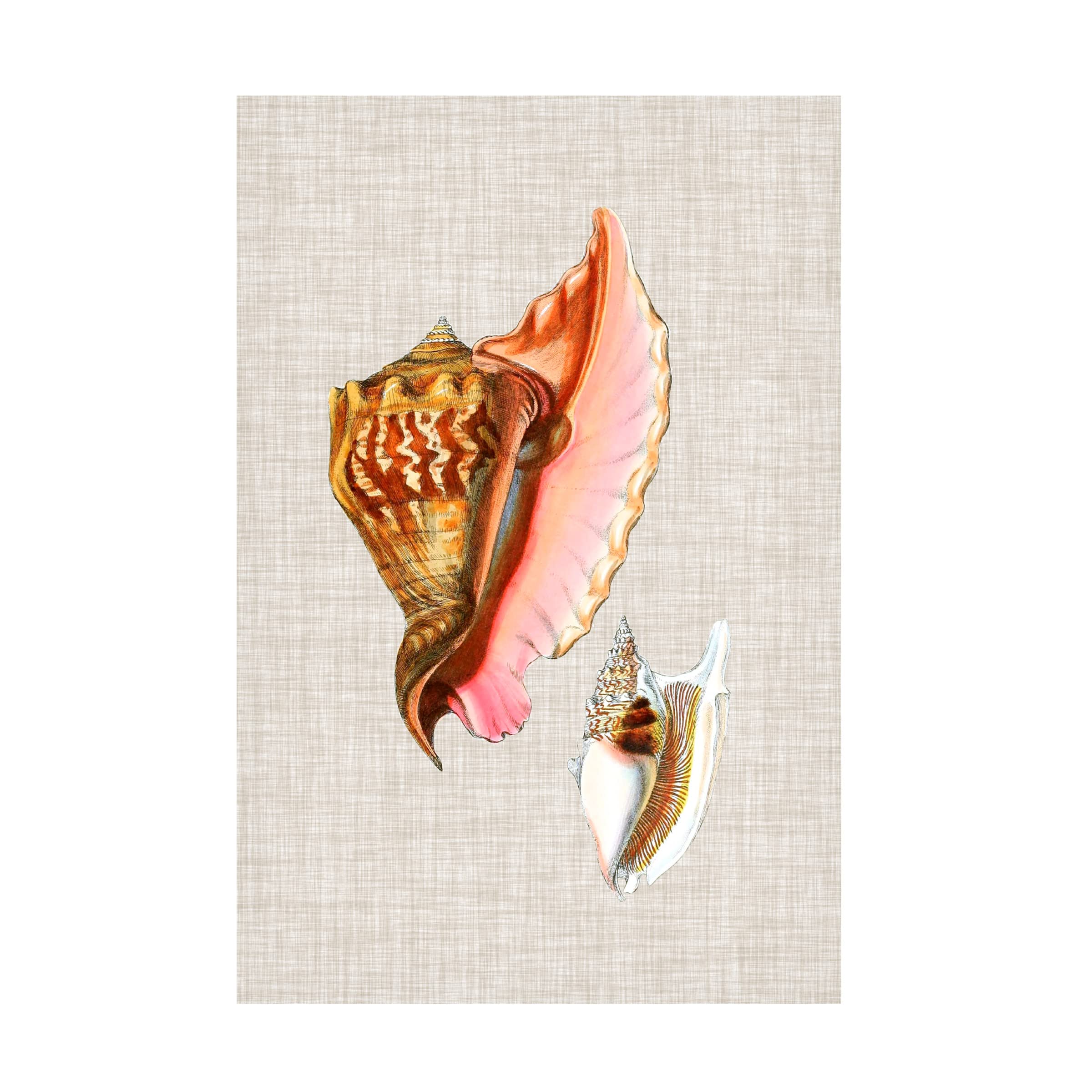 Trademark Fine Art 'Antique Shells on Linen IX' Canvas Wall Art Print - Vintage Coastal Decor for Living Room, Bedroom & Office - Premium Gallery Wrapped Ready to Hang