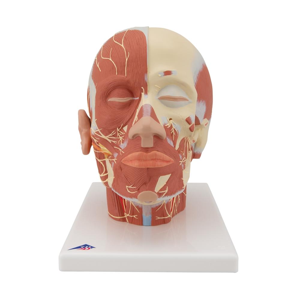 Human Head and Neck Musculature Anatomy Model with Nerves - Perfect for Medical Students, Anatomy Classes & Healthcare Professionals Training