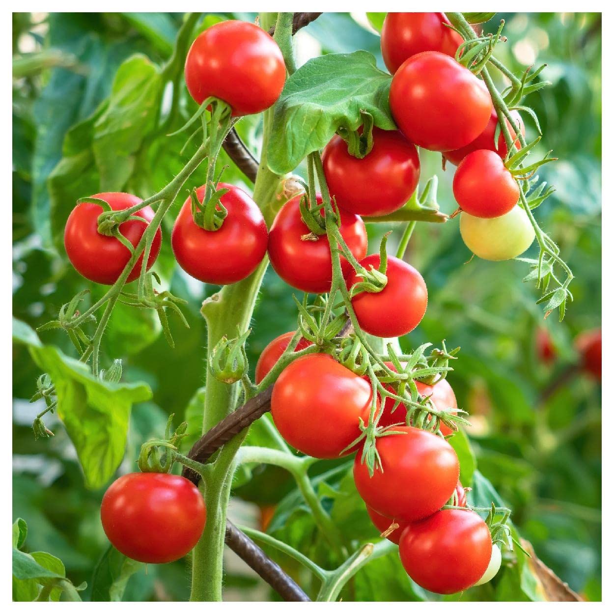 Everwilde Farms - 1/4 Lb Organic Tiny Tim Tomato Seeds for Home Gardening - Non-GMO, Heirloom Variety - Perfect for Containers, Patios & Small Spaces - Gold Vault Packaging