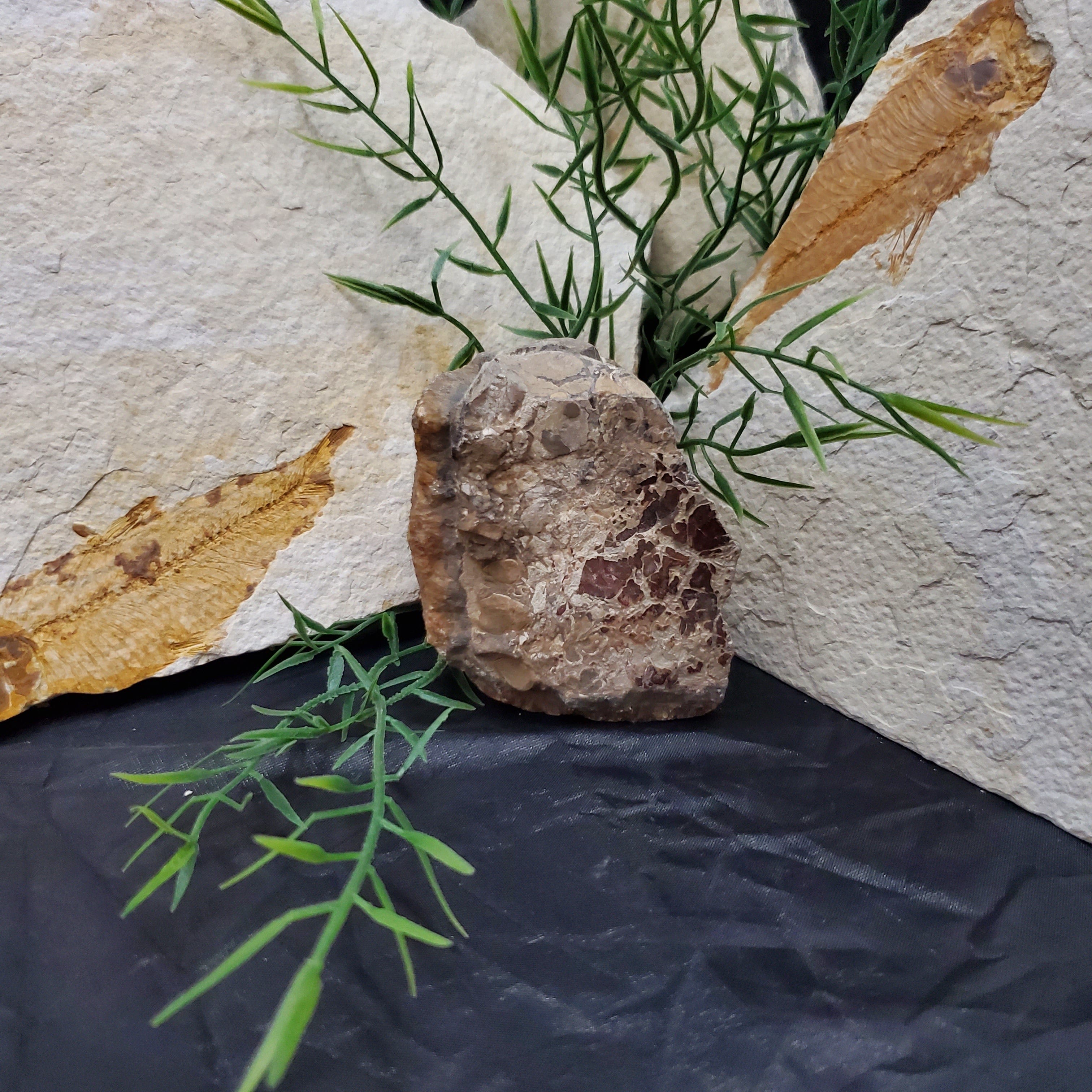 Authentic Baculite Fossil - 7 Inch Straight Ammonite Specimen for Collectors, Home Decor & Educational Use - Perfect for Display, Gifts & Paleontology Enthusiasts