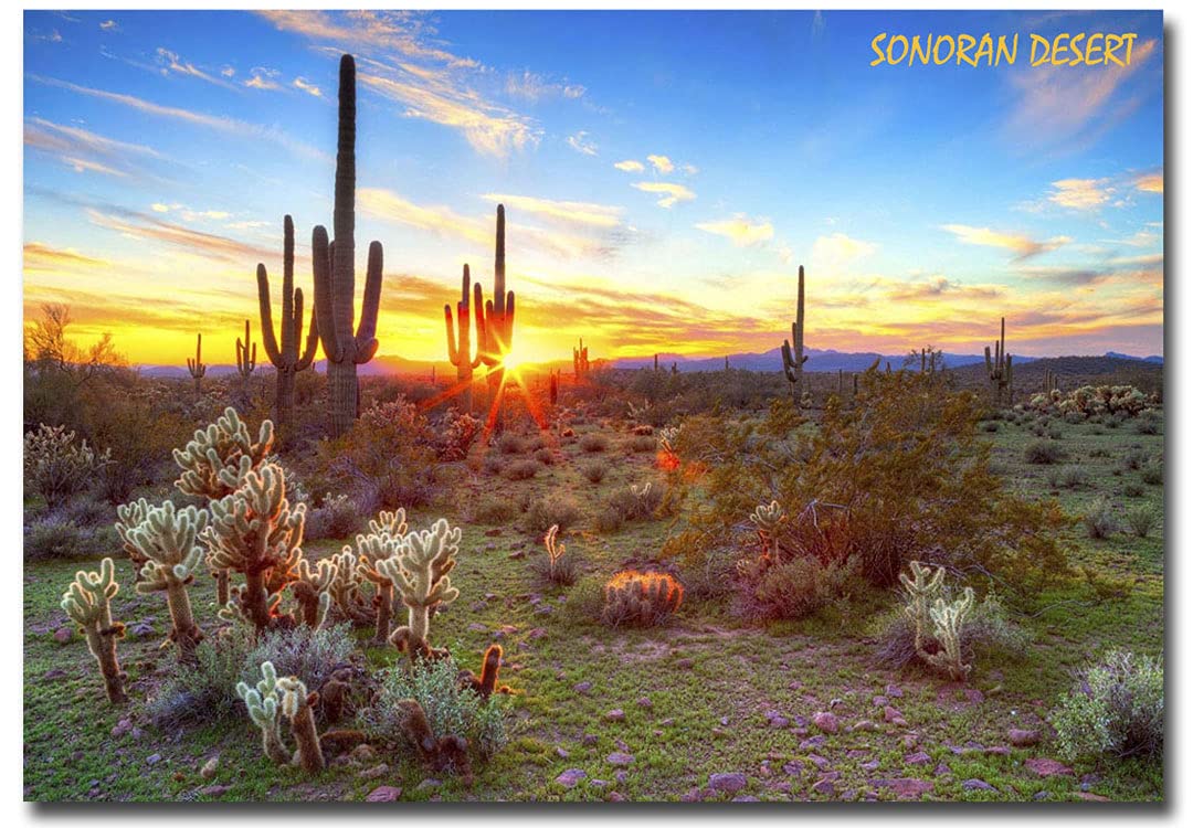 Sonoran Desert Arizona Souvenir Fridge Magnet 2.5x3.5 Inches - Perfect for Travel Memories, Office Decor & Gift Giving