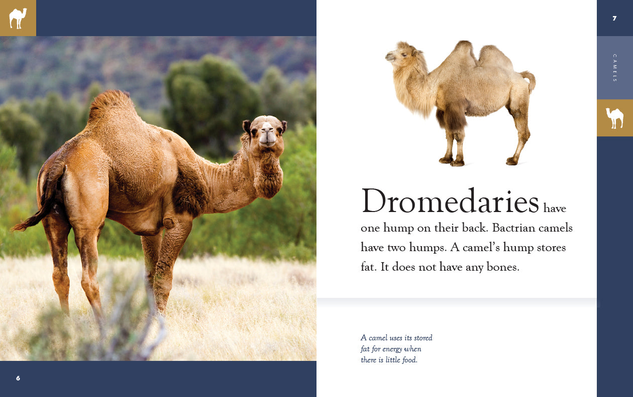 Camels - 9781640265417 - Educational Book for Kids & Adults - Perfect for Learning About Desert Animals & Wildlife