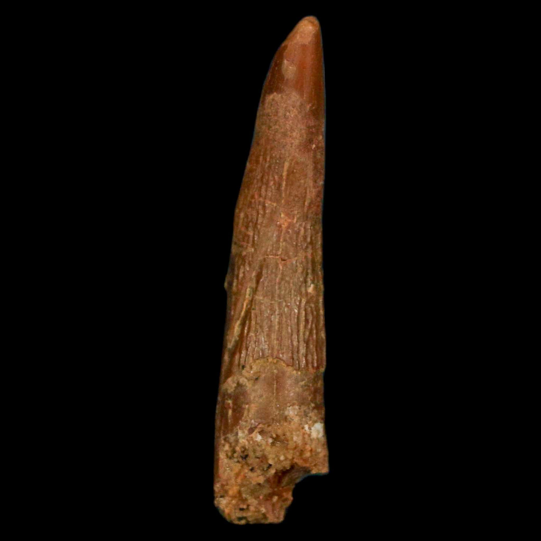 1.2 Inch Pterosaur Coloborhynchus Fossil Tooth - Authentic Upper Cretaceous Dinosaur Fossil from Morocco with COA - Perfect for Paleontology Collections & Science Classroom Displays