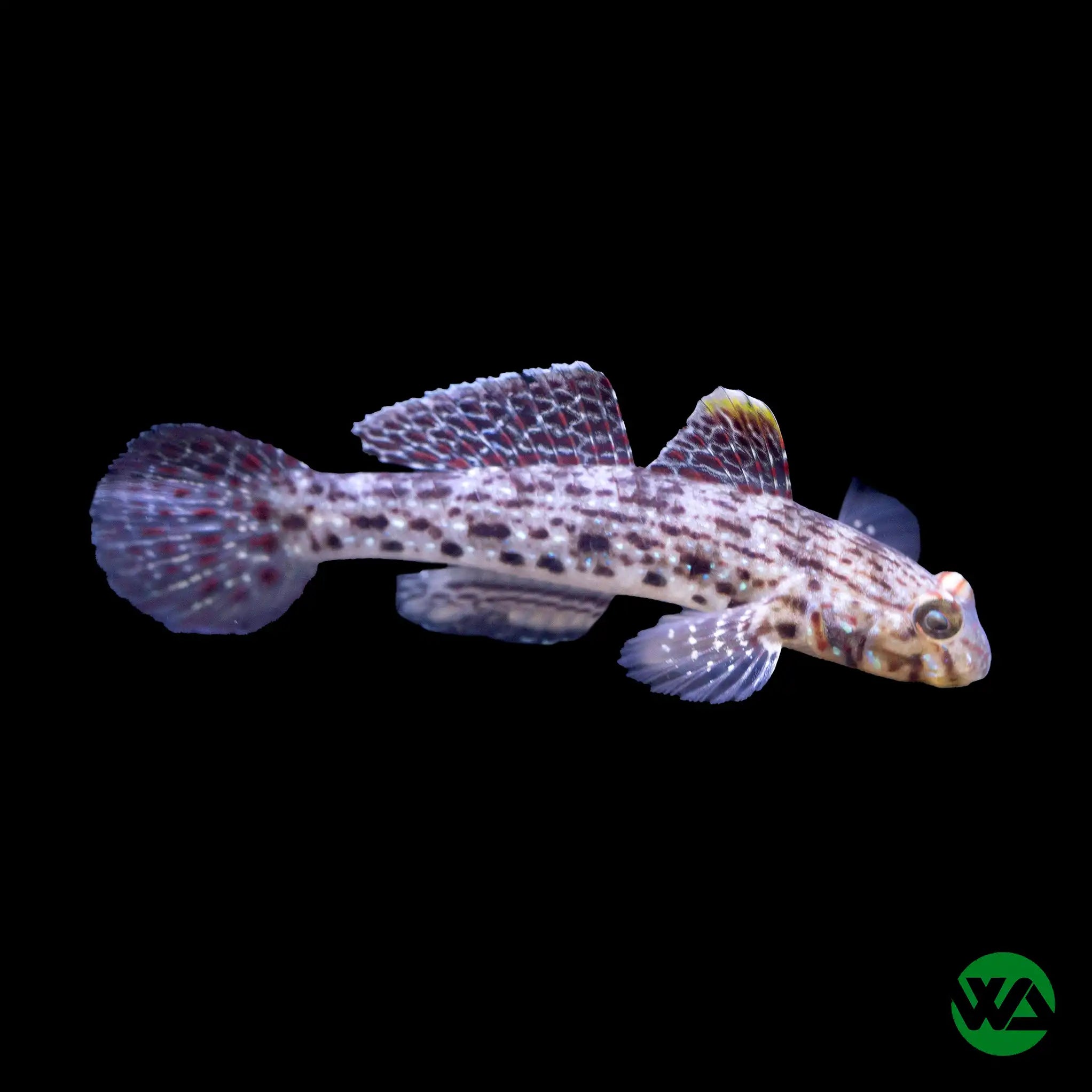 Fusi Goby Fish (Fusigobius pallidus) - Saltwater Aquarium Fish for Reef Tanks & Marine Habitats