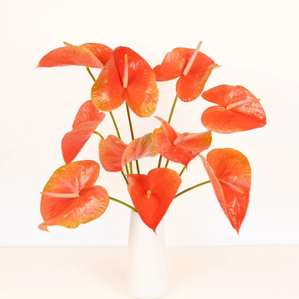 Anthurium Watermelon Obake Tropical Flower - Exotic Live Plant for Home & Office Decor, Gift Idea for Plant Lovers