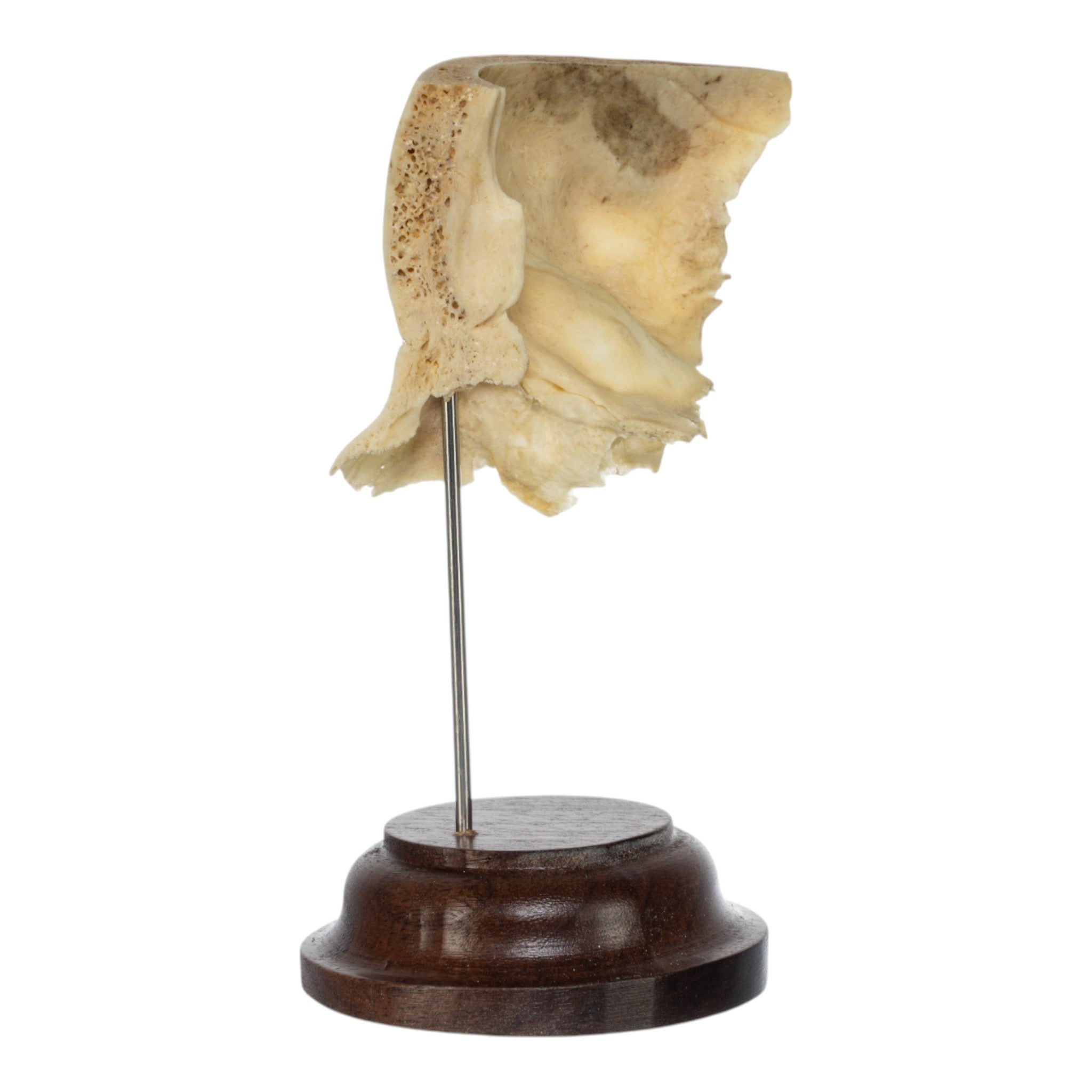 Real Human Partial Skull on Stand - Anatomical Model for Medical Education, Science Classroom, and Halloween Decor
