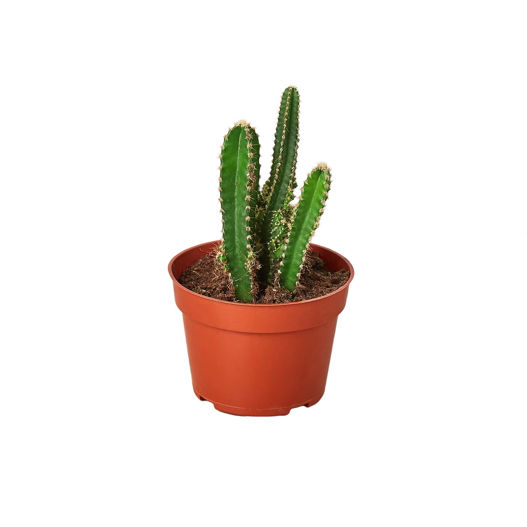 Fairy Castle Cactus - 4