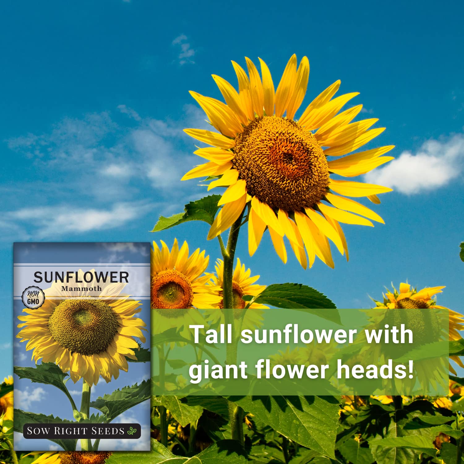 Non-GMO Mammoth Sunflower Seeds for Planting - Giant Heirloom Sunflowers to Grow in Your Garden - Bright Yellow Blooms Attract Bees & Birds - Sow Right Seeds (3 Pack) | Perfect for Backyard Gardening, Pollinator Gardens & Kids' Planting Projects