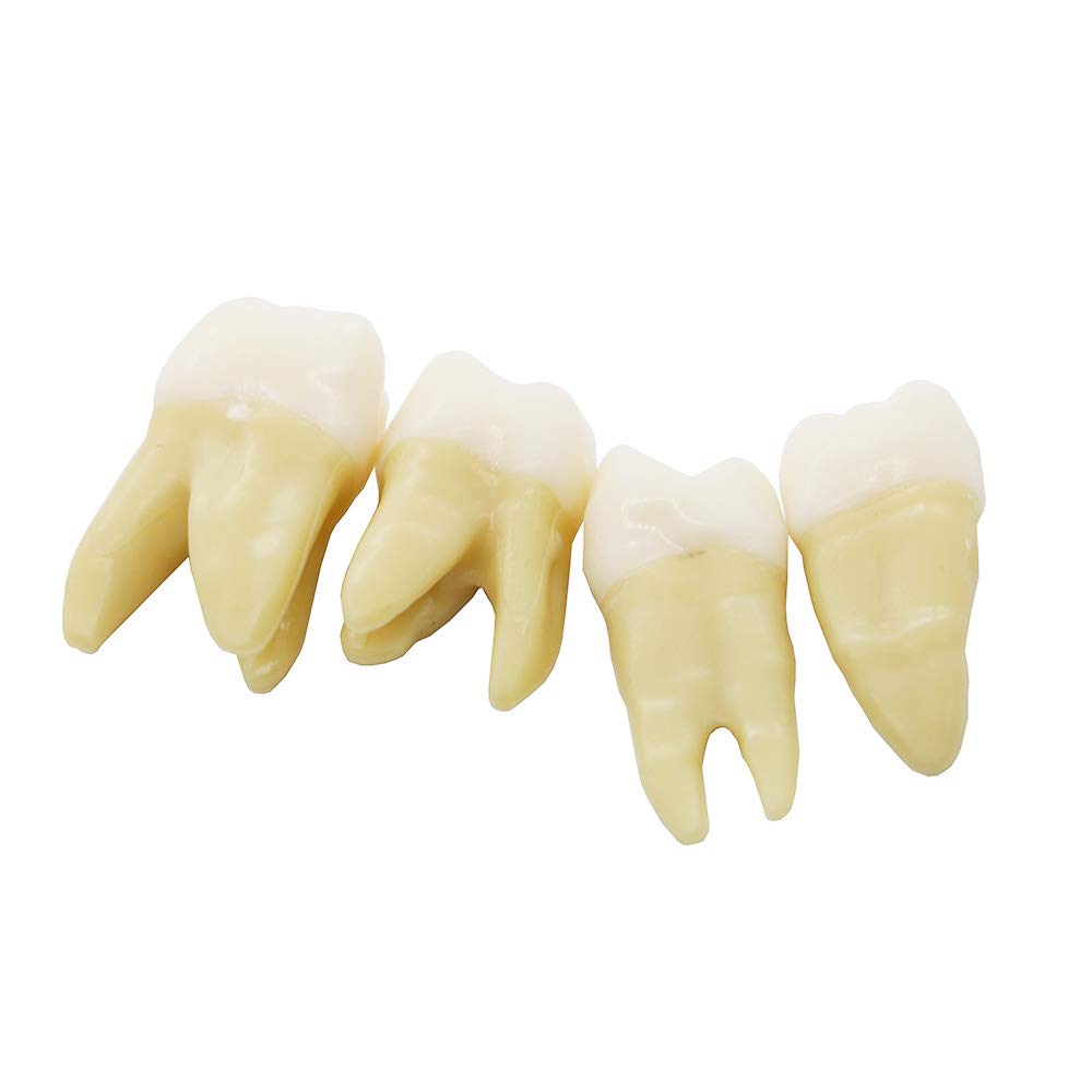 BOMAOER® 28-Piece 1:1 Dental Demonstration Model - Permanent Teeth Teaching Study Kit for Dentists & Students - Perfect for Dental Education, Training & Practice