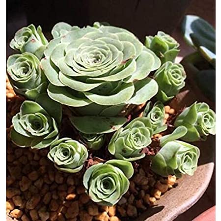 10pcs Greenovia Mountain Rose Succulent Plants - Rare Live Succulents for Home Decor, Office Desk, Wedding Favors & Garden Landscaping