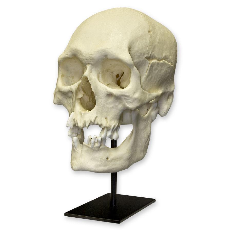 Authentic Polynesian Male Human Skull Replica - Perfect for Halloween Decor, Anthropology Studies, and Collectors Display