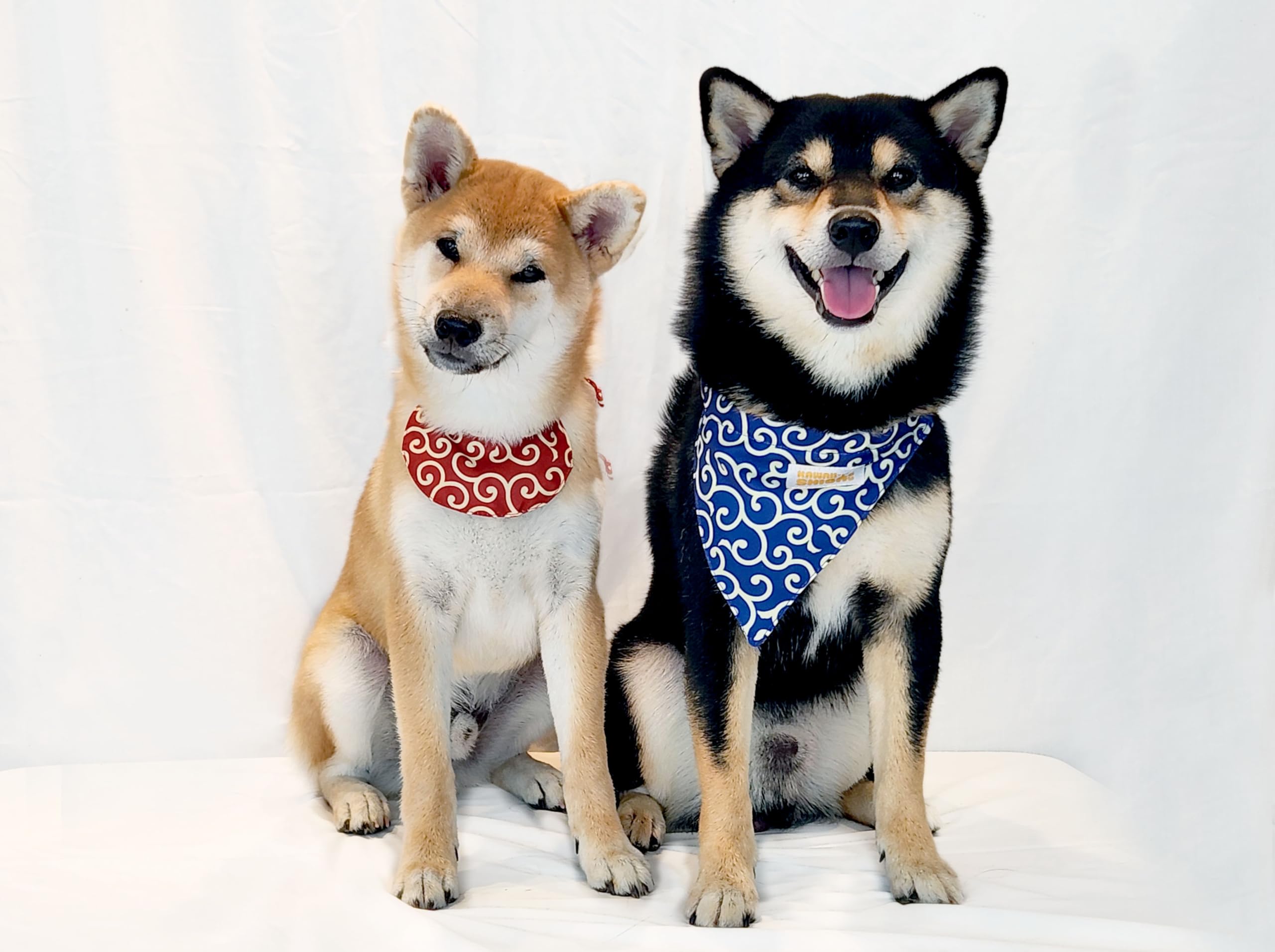 Cute Shiba Inu Pattern Dog Bandana - Soft Cotton Pet Scarf for Small Dogs & Puppies - Perfect for Daily Walks, Pet Photos & Special Occasions