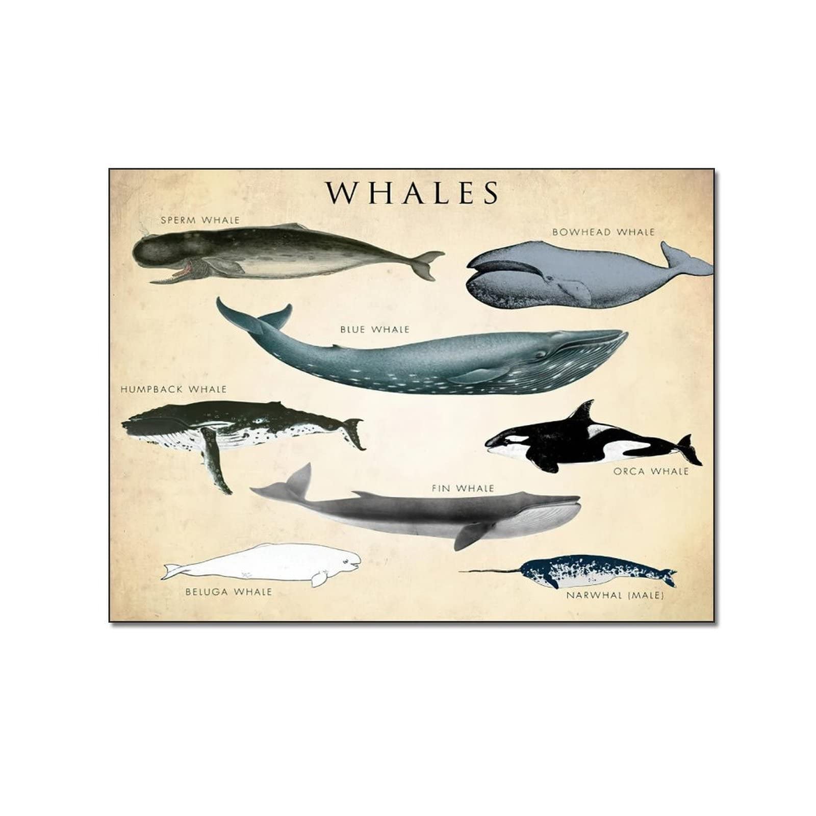 Whale Art Prints - Educational Whale Posters & Nursery Canvas Wall Art - Ocean Themed Decor for Living Room, Bedroom, Kids Room - 12