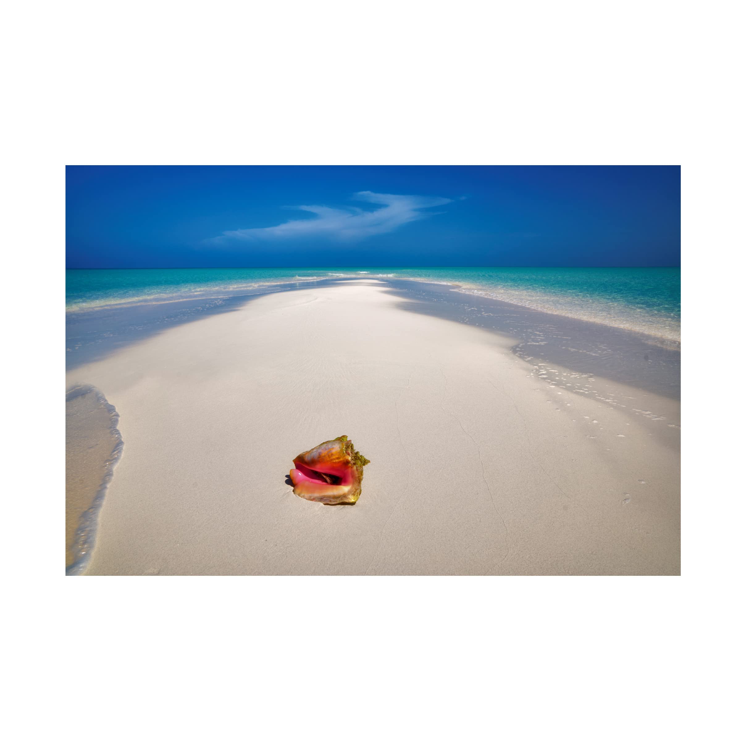 Dennis Frates 'Beach Treasures 5' Canvas Wall Art Print - Coastal Decor for Living Room, Bedroom & Office - Trademark Fine Art Collection