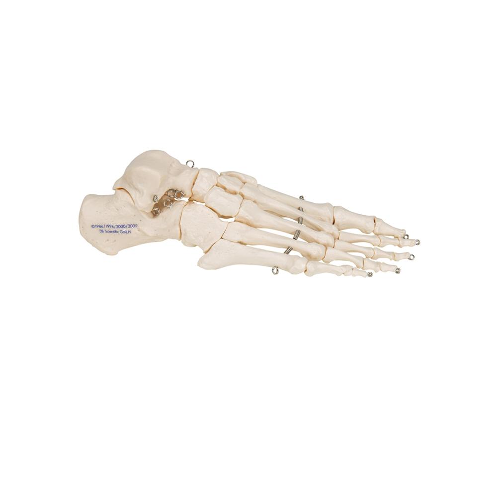 Foot Skeleton Wire Mounted - Halloween Decor, Gothic Home Decor, Anatomical Display for Medical Offices & Haunted Houses