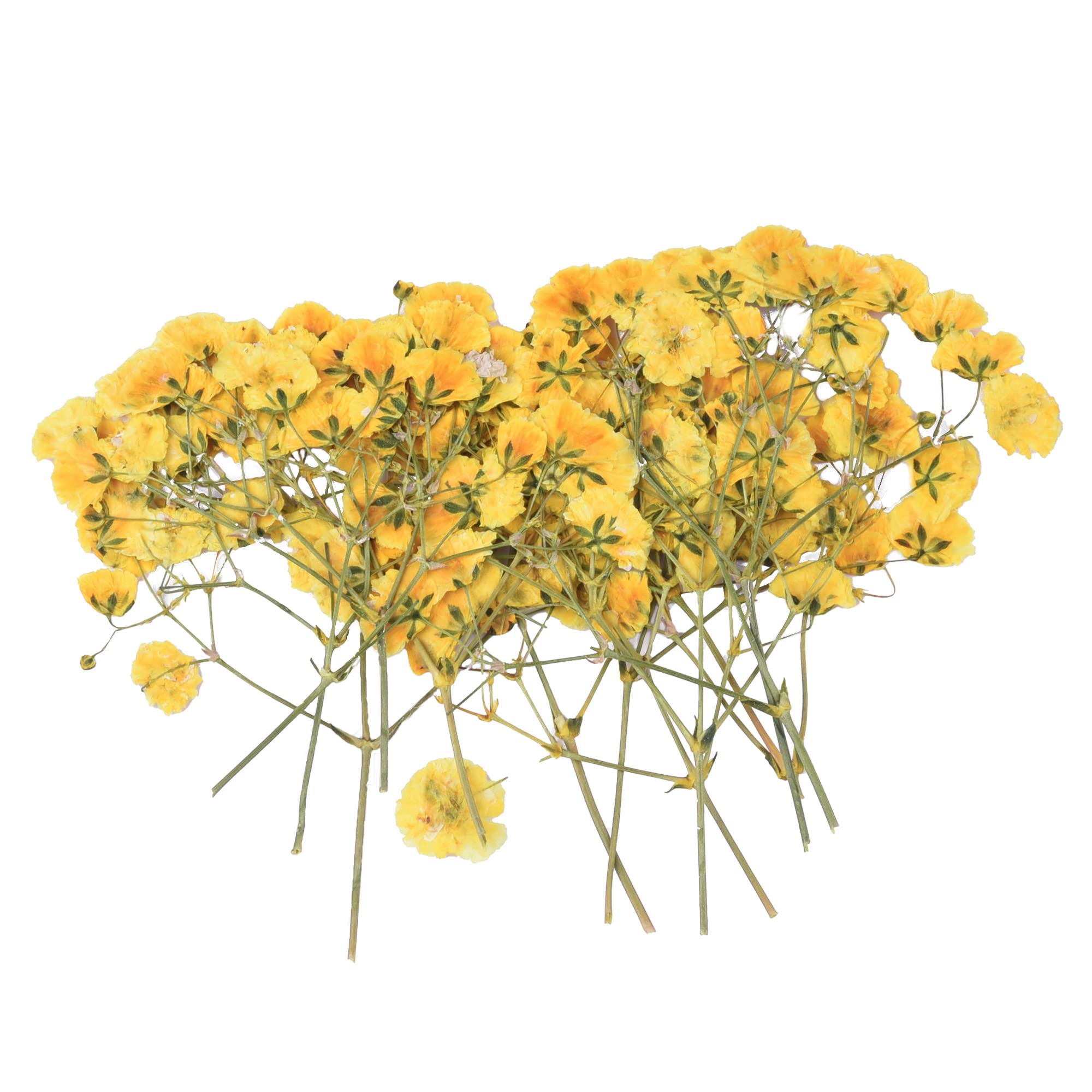 36PCS Yellow Dried Pressed Baby's Breath Flowers - Natural Real Dried Floral for Resin Art, Scrapbooking, DIY Candles, Jewelry Making & Crafts - Perfect for Wedding Decor, Home Decor, Gift Wrapping & DIY Projects