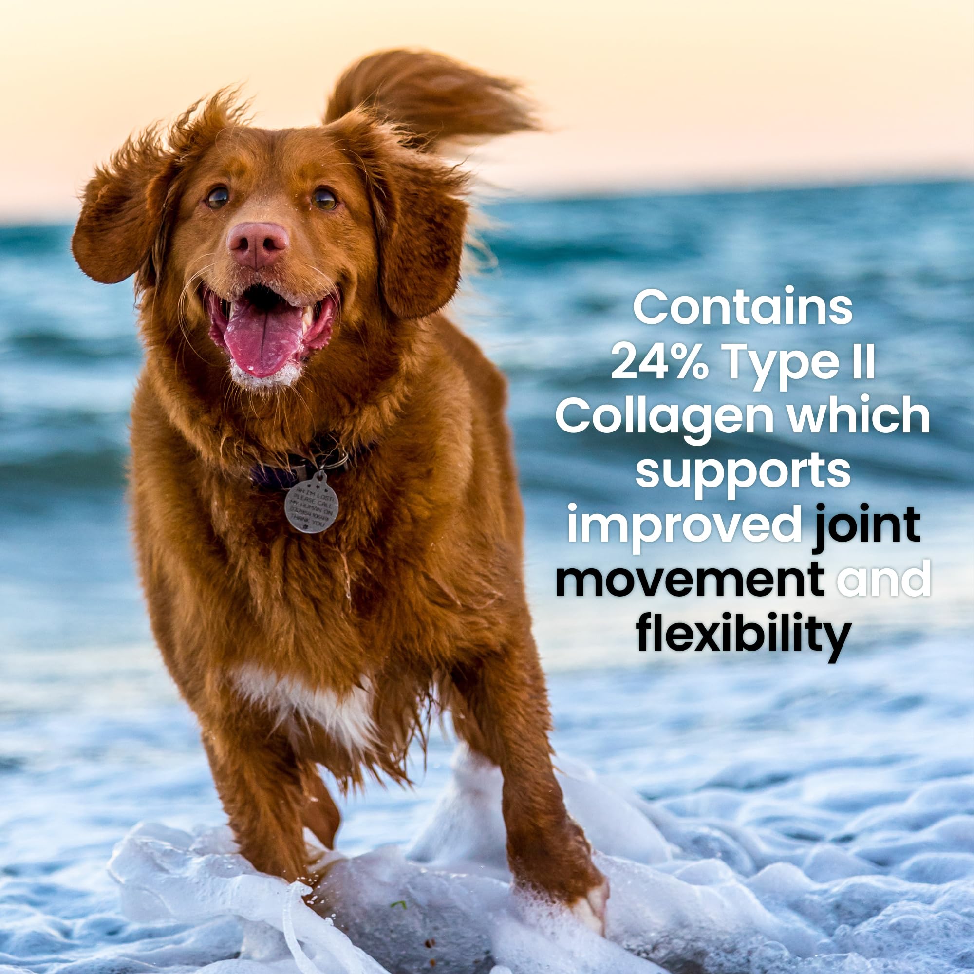 Premium 100% Natural Calcium Hydroxyapatite Powder for Dogs - Bioavailable Bone & Joint Supplement with Collagen | Low-Fat Calcium Bone Meal for Strong Bones & Healthy Joints | Ideal for Senior Dogs & Active Pets (200g) | Supports Mobility & Bone Health for Daily Wellness