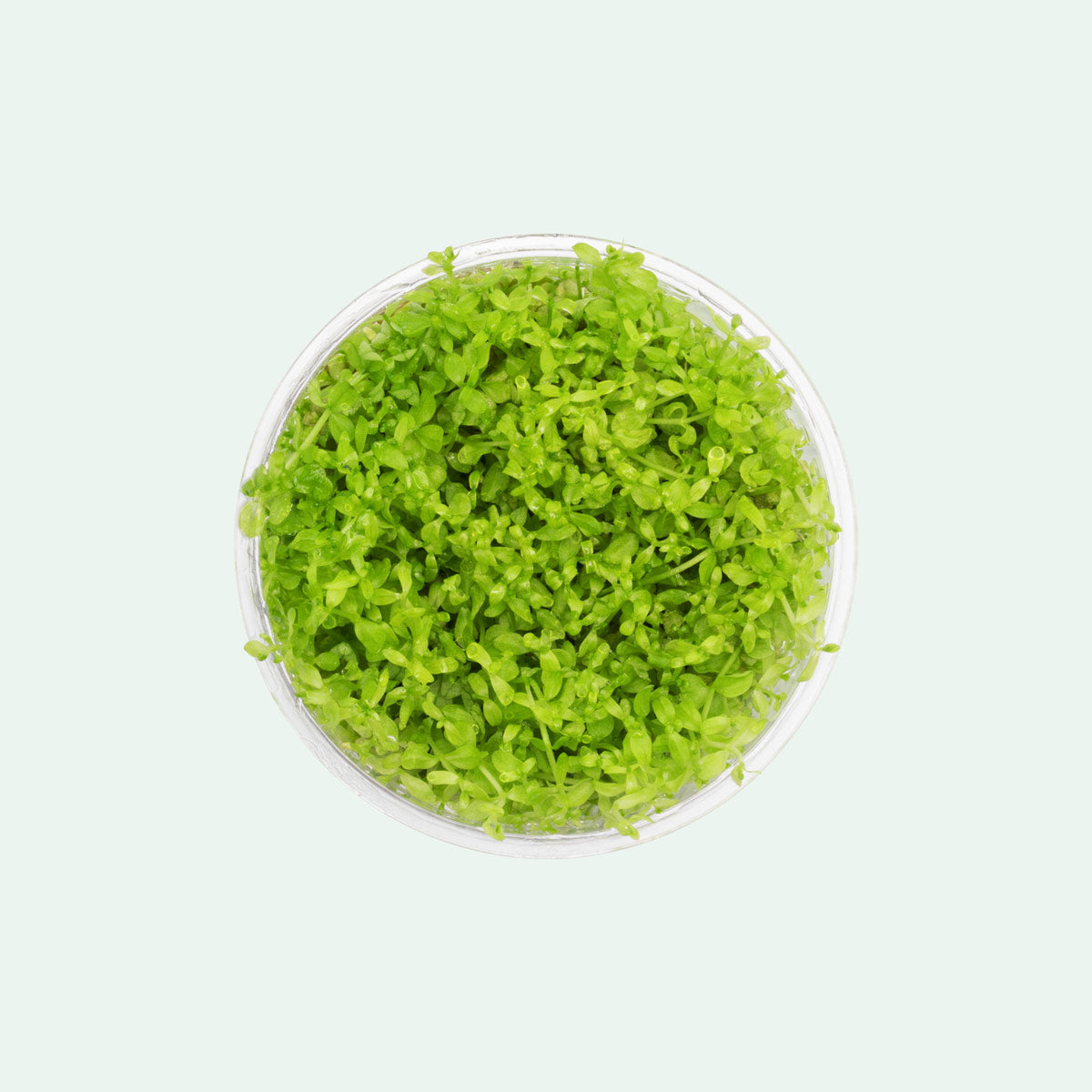 Micranthemum Micranthemoides Aquatic Plant for Freshwater Aquariums - Perfect for Aquascaping, Fish Tanks, and Nano Tanks