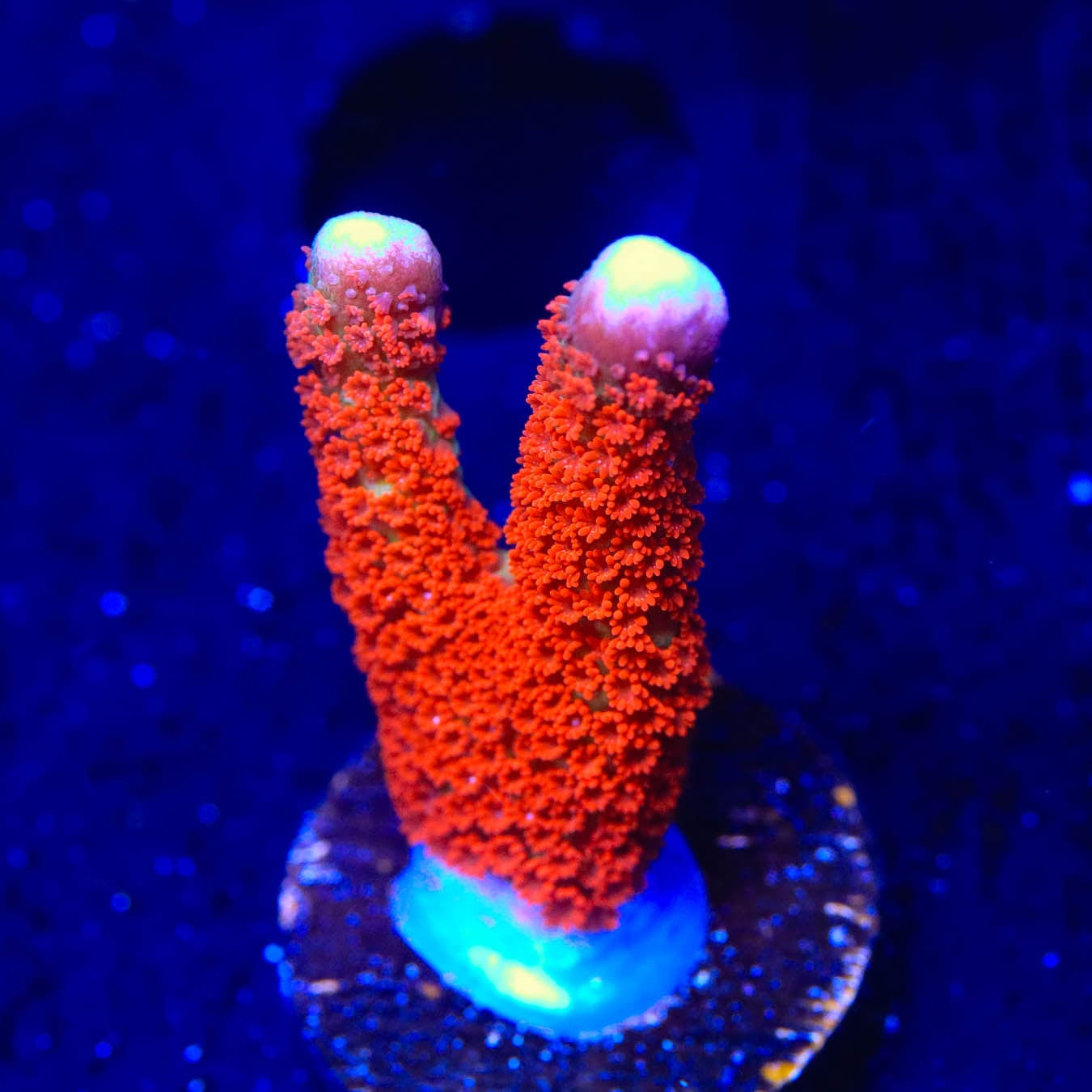 Premium Forest Fire Digitata Montipora Coral for Saltwater Aquariums - Vibrant Red & Orange SPS Coral for Reef Tanks, Frags & Coral Propagation