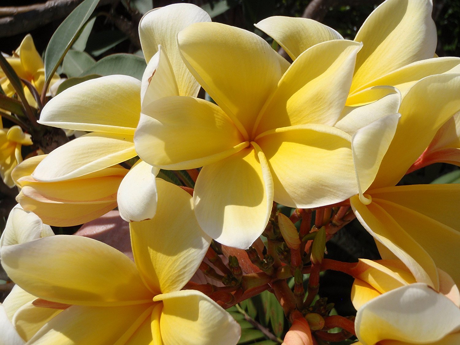 8 Hawaiian Live Plumeria Tree Cuttings - 2 White, Pink, Red, Yellow (9