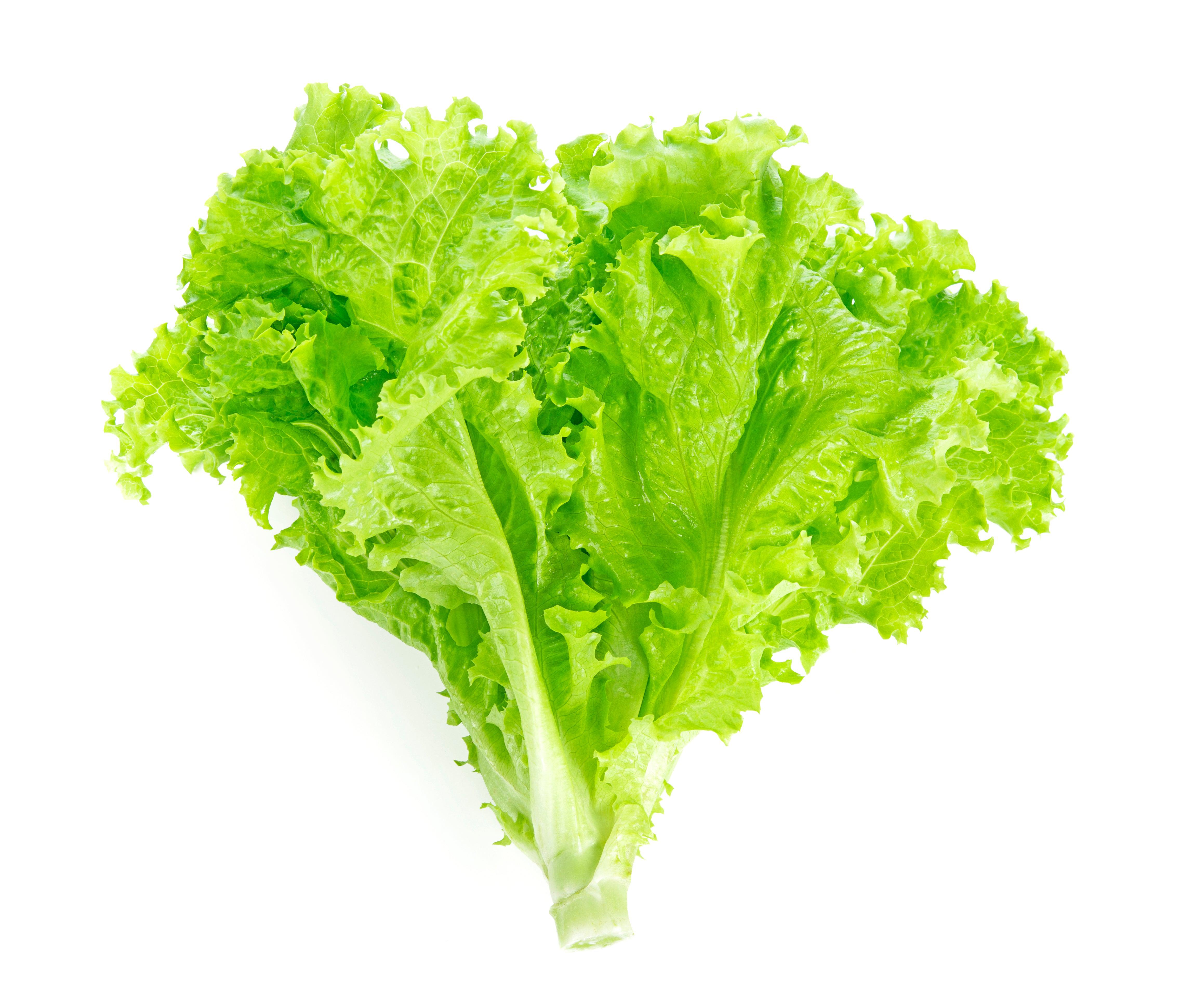 Fresh Green Leaf Lettuce - Crisp, Organic Salad Greens for Healthy Eating, Sandwiches & Wraps